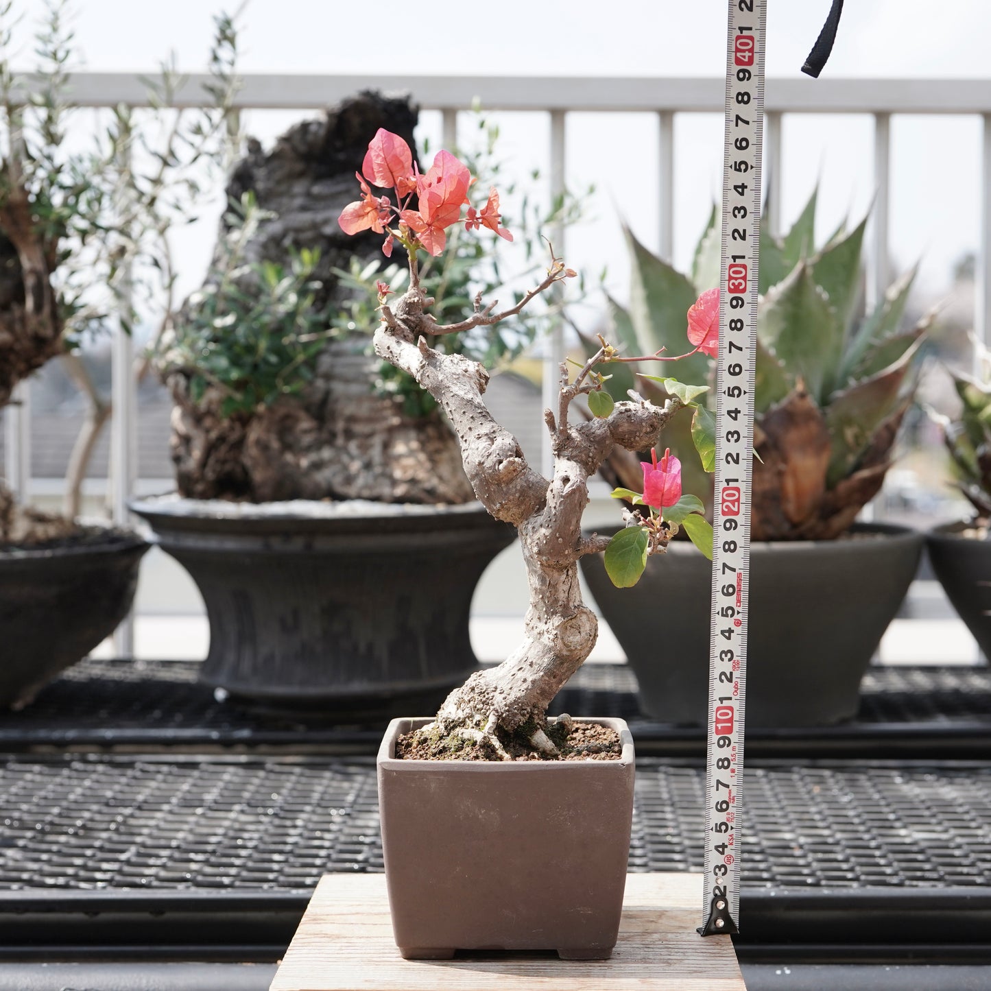 Bougainvillea（ブーゲンビリア古木）No.1