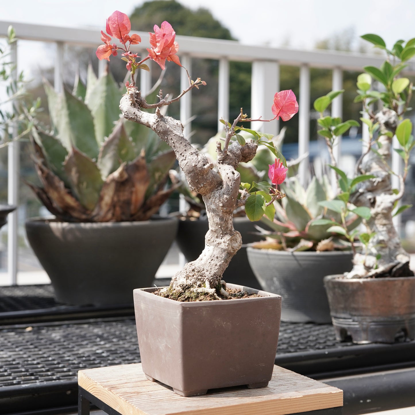 Bougainvillea（ブーゲンビリア古木）No.1