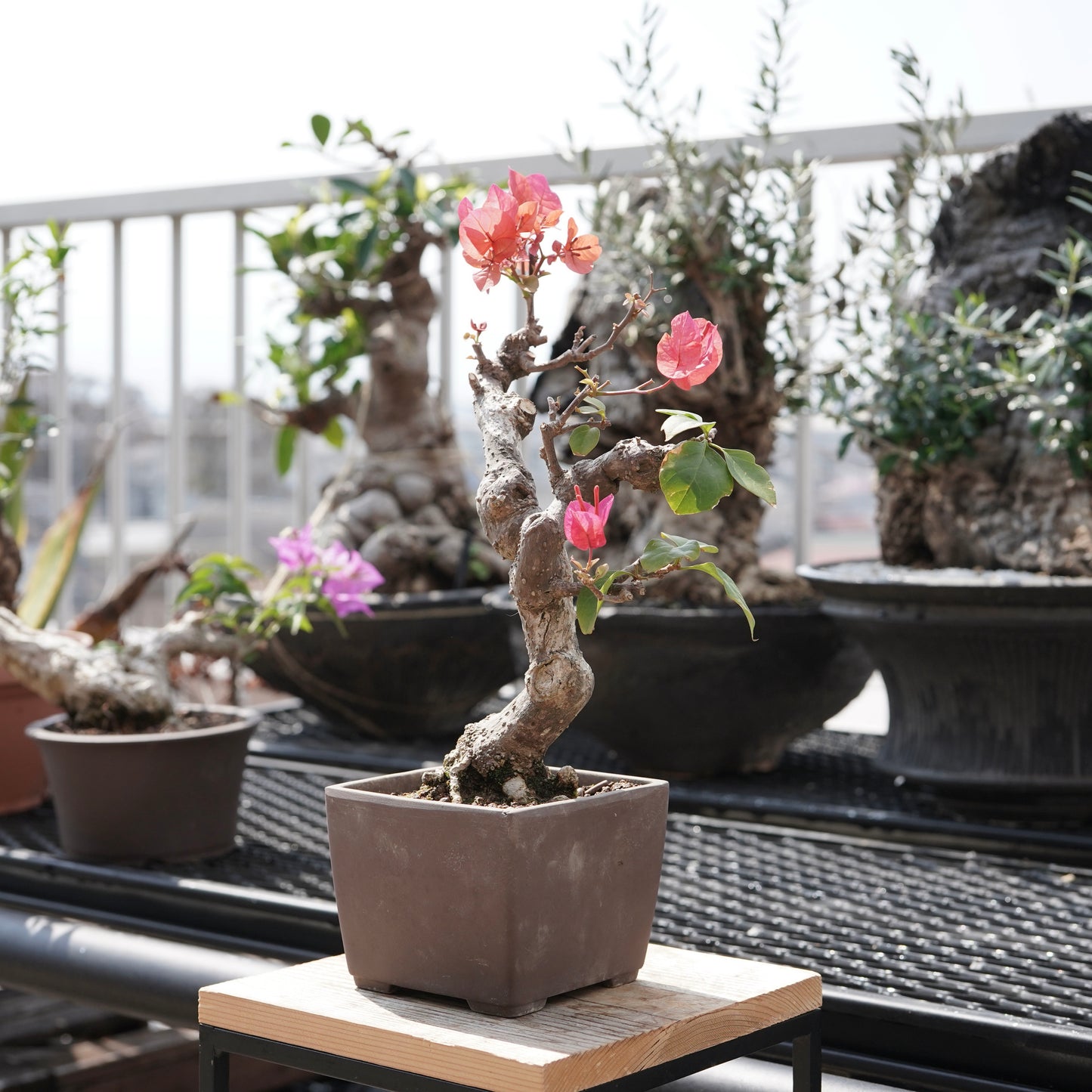 Bougainvillea（ブーゲンビリア古木）No.1