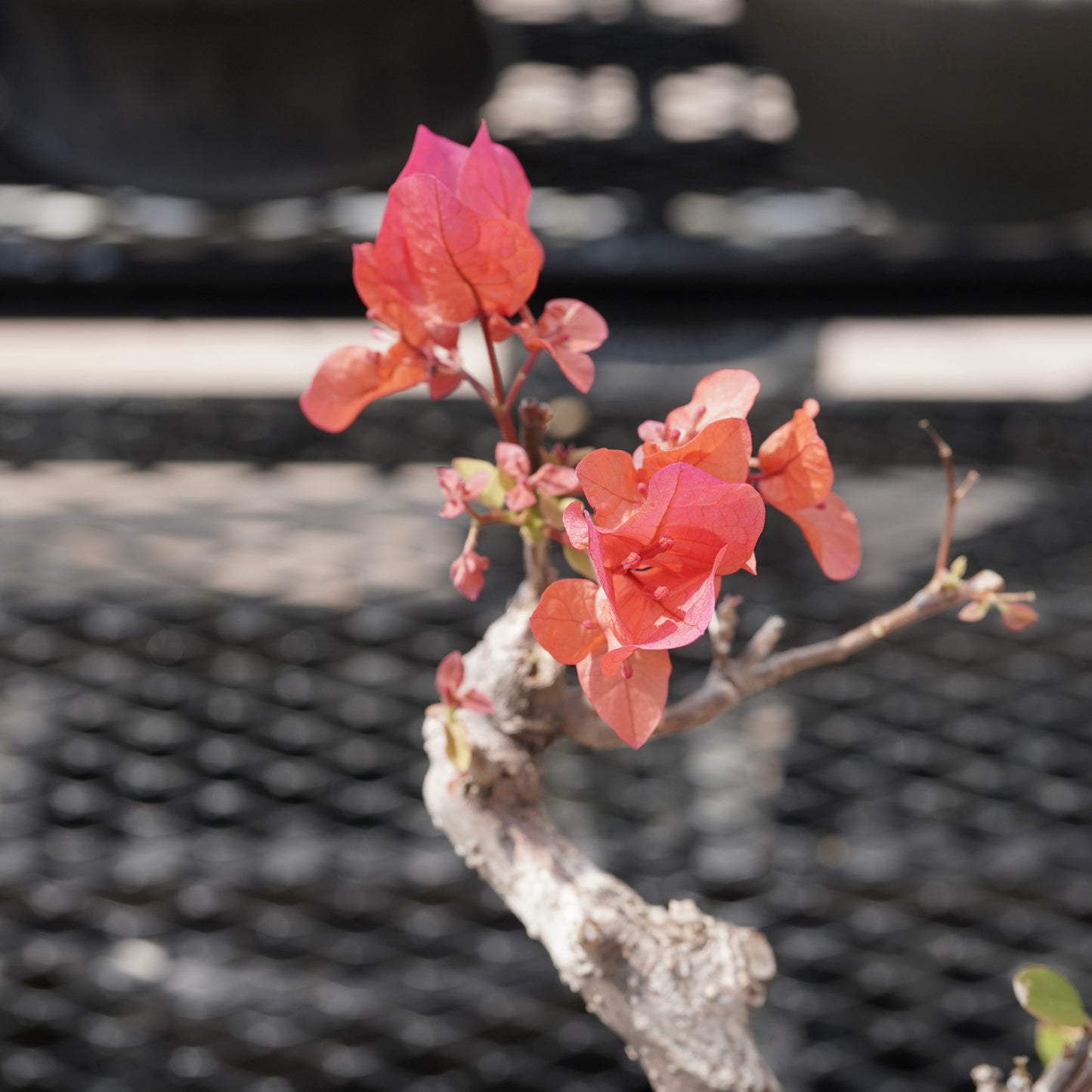 Bougainvillea（ブーゲンビリア古木）No.1