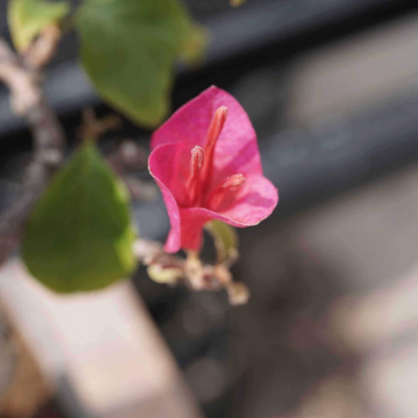 Bougainvillea（ブーゲンビリア古木）No.1