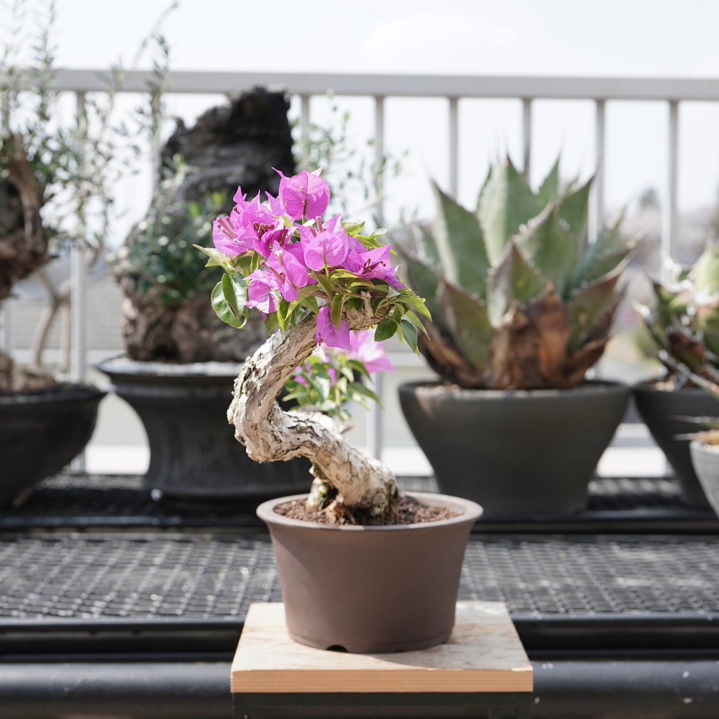 Bougainvillea（ブーゲンビリア古木）No.2