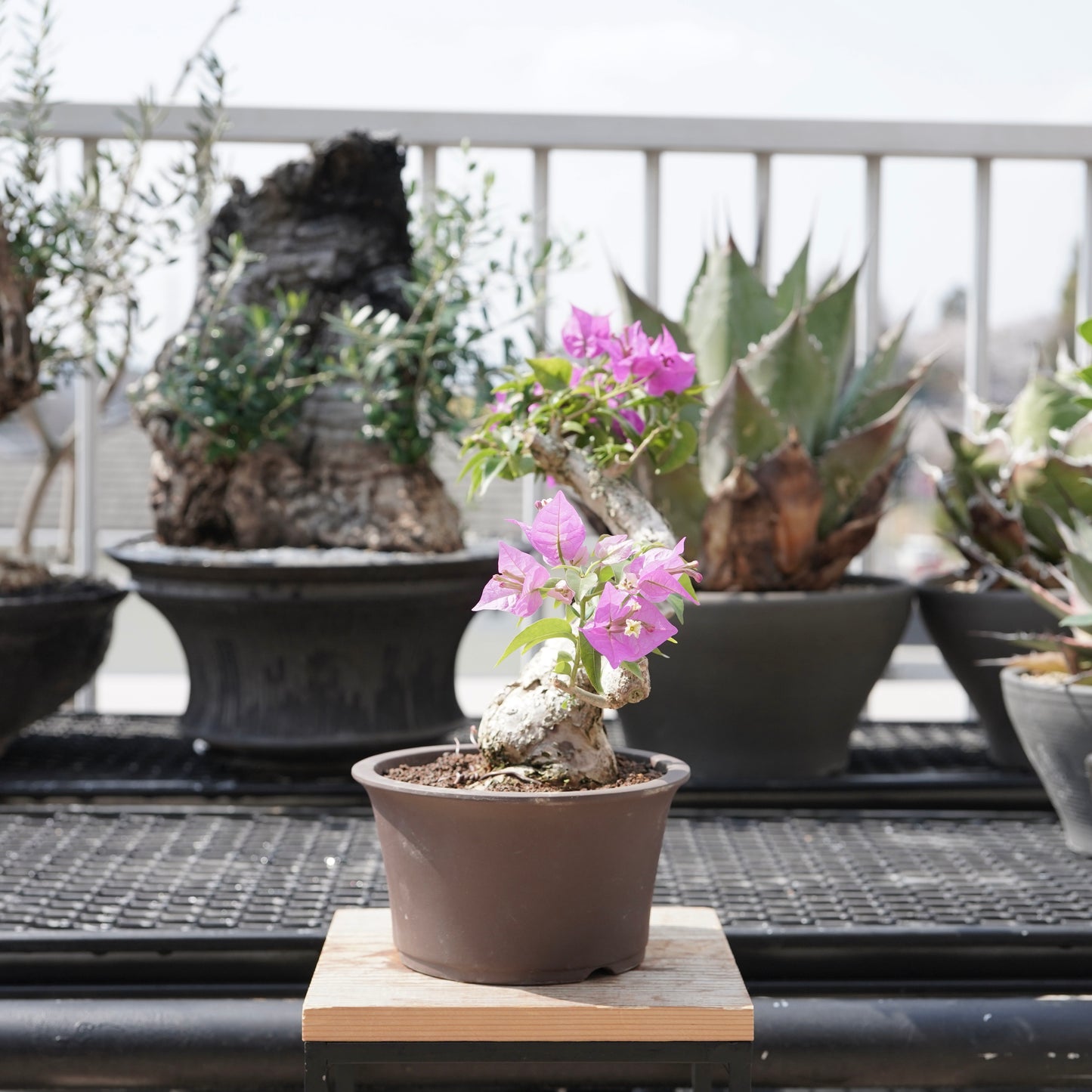 Bougainvillea（ブーゲンビリア古木）No.2