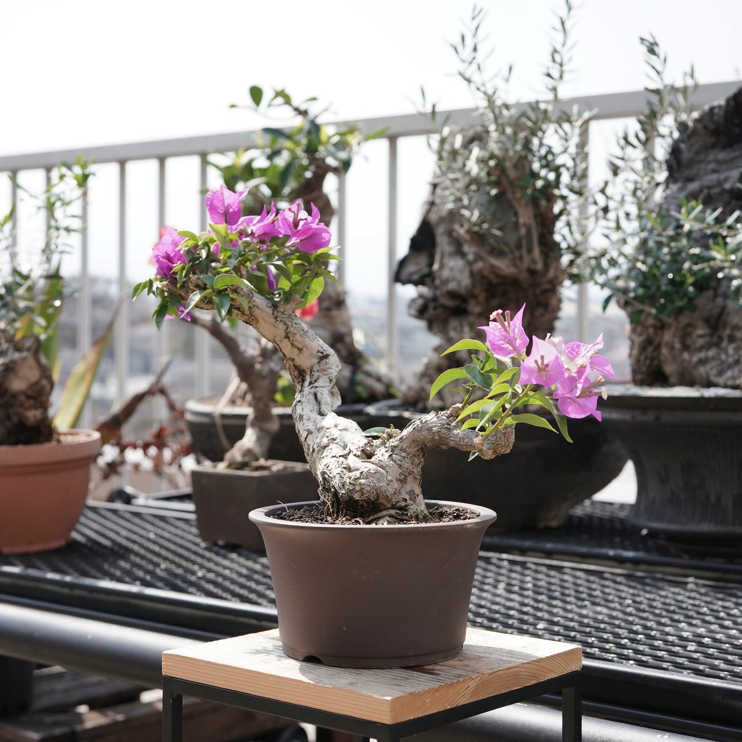 Bougainvillea（ブーゲンビリア古木）No.2