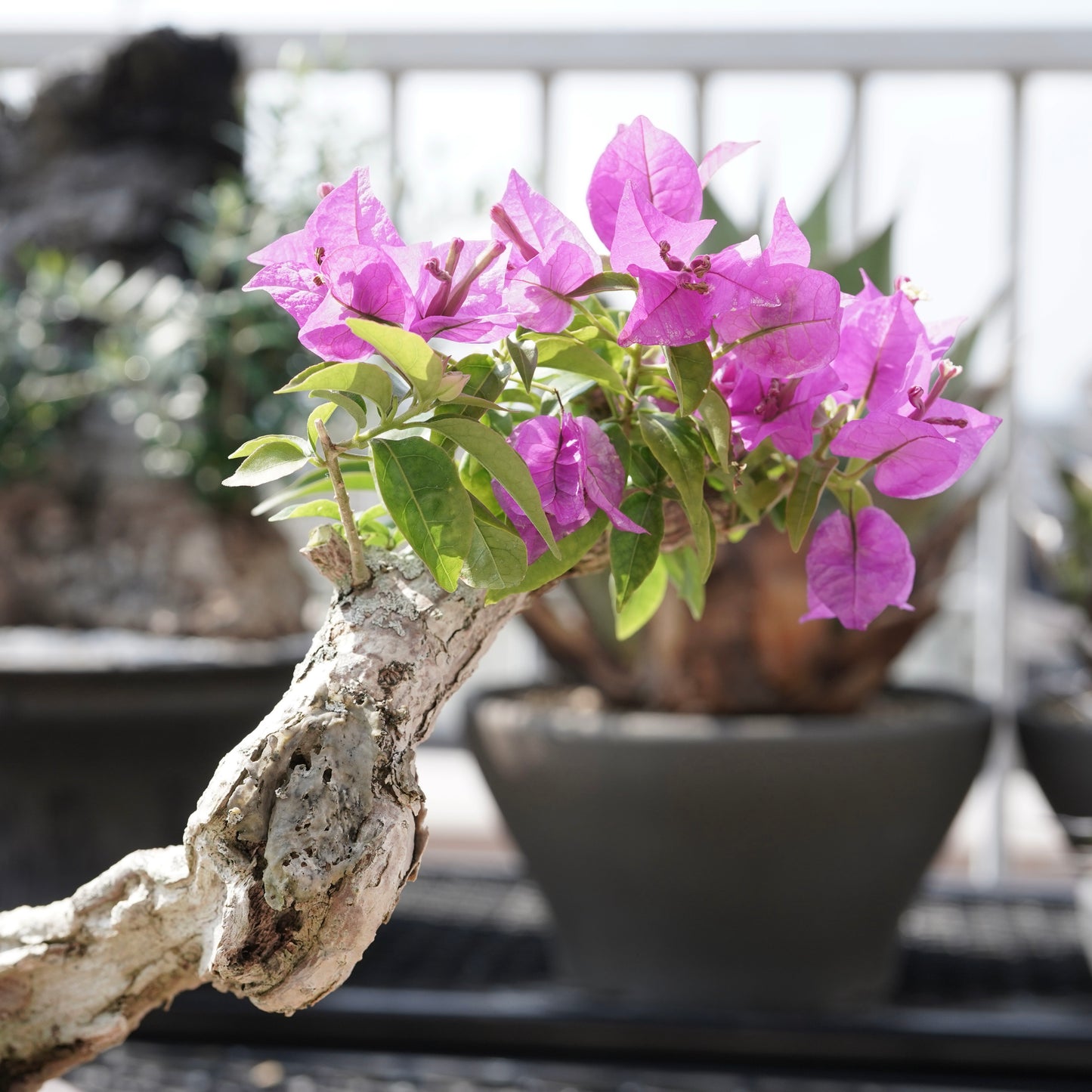 Bougainvillea（ブーゲンビリア古木）No.2