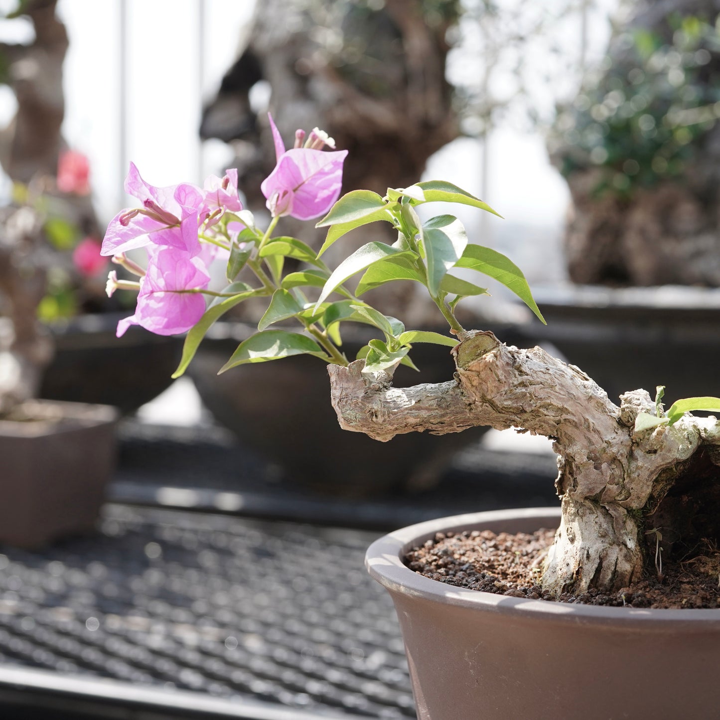 Bougainvillea（ブーゲンビリア古木）No.2