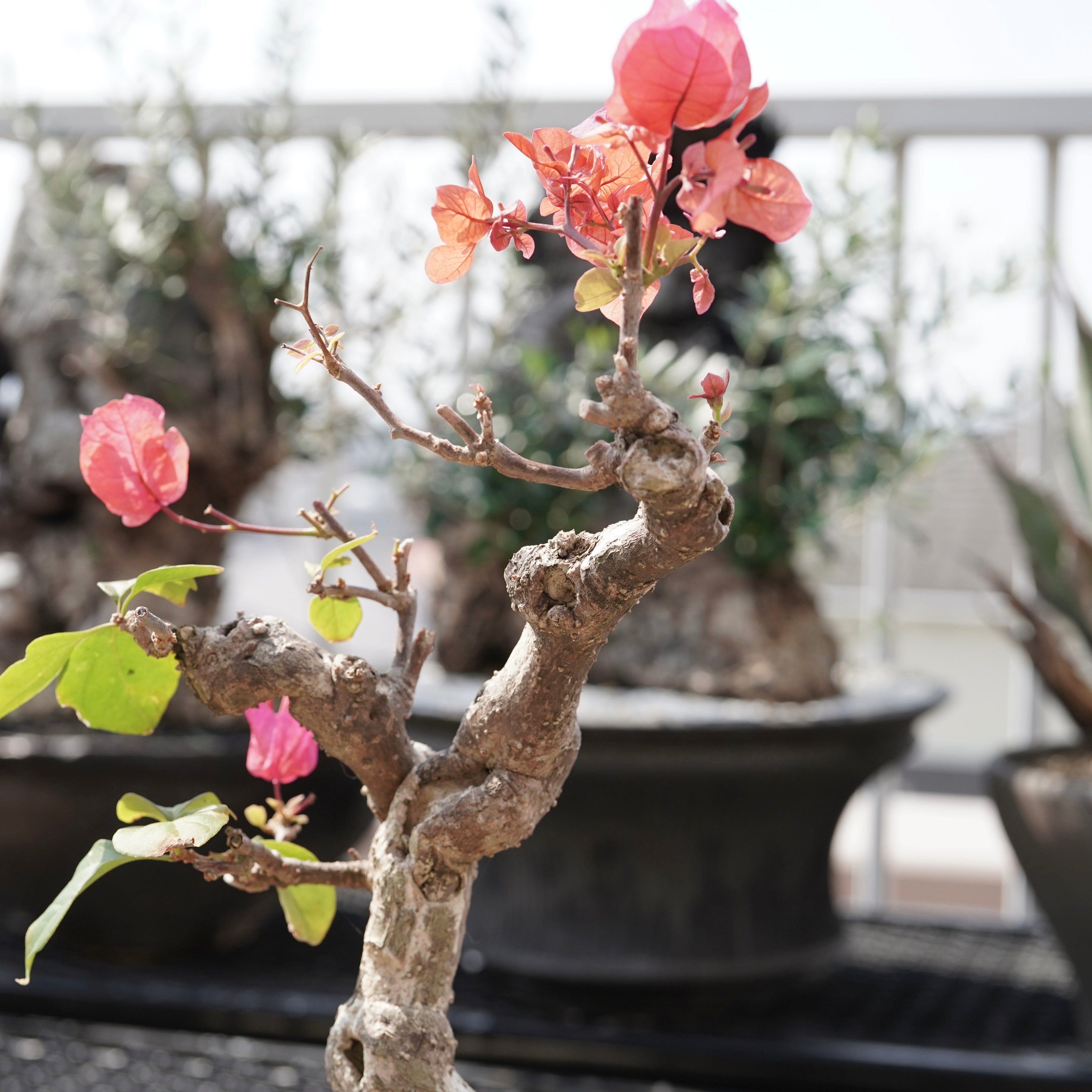 Q*x様 ブーゲンビリア 古木風 盆栽仕立て 太幹 空洞あり 大株 鉢植え