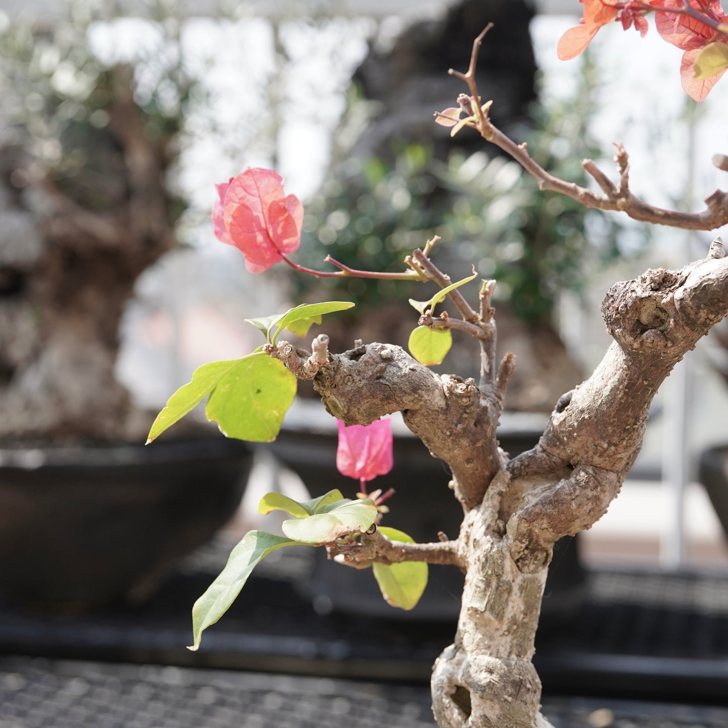 Bougainvillea（ブーゲンビリア古木）No.1