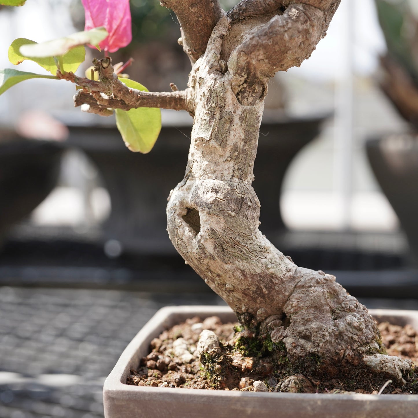 Bougainvillea（ブーゲンビリア古木）No.1