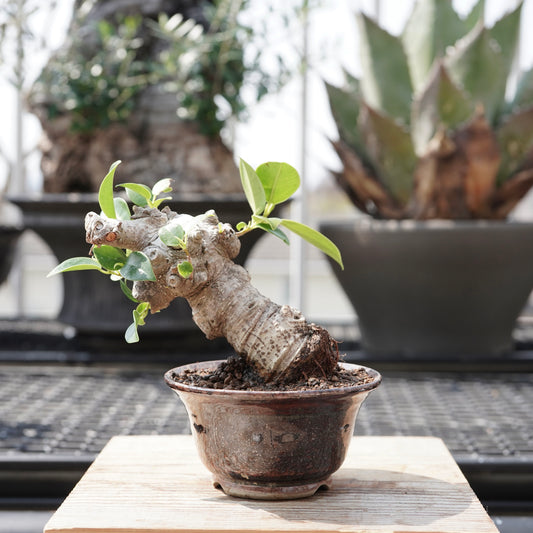 Ficus microcarpa（ガジュマル）No.11