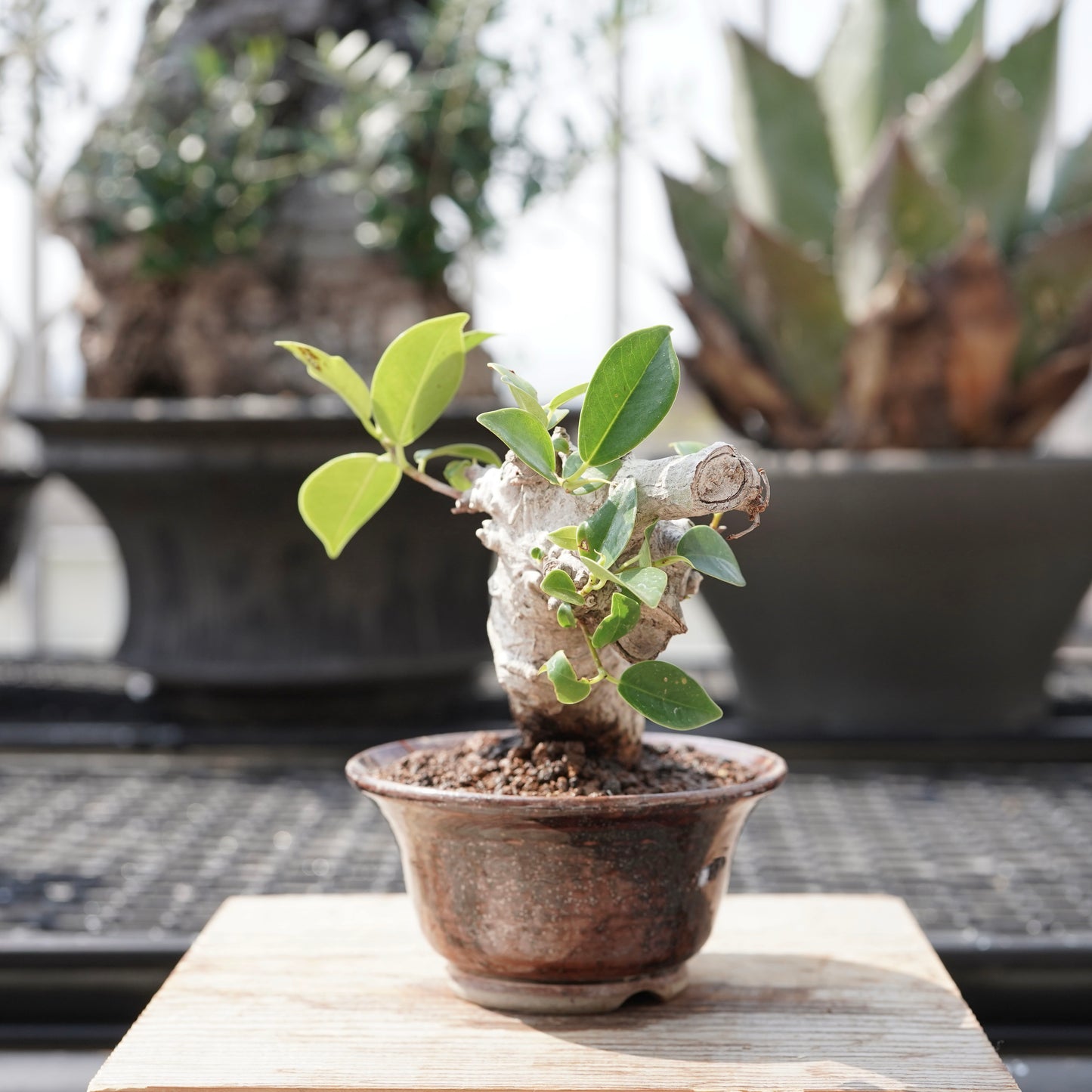 Ficus microcarpa（ガジュマル）No.11