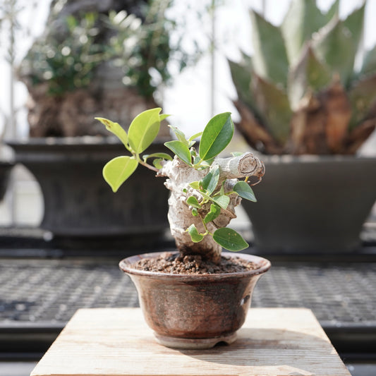 Ficus microcarpa（ガジュマル）No.11