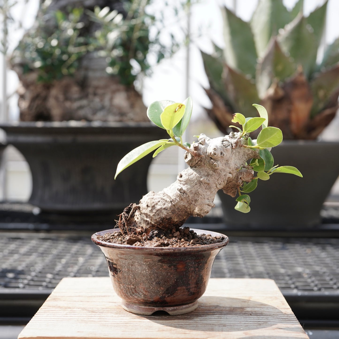 Ficus microcarpa（ガジュマル）No.11