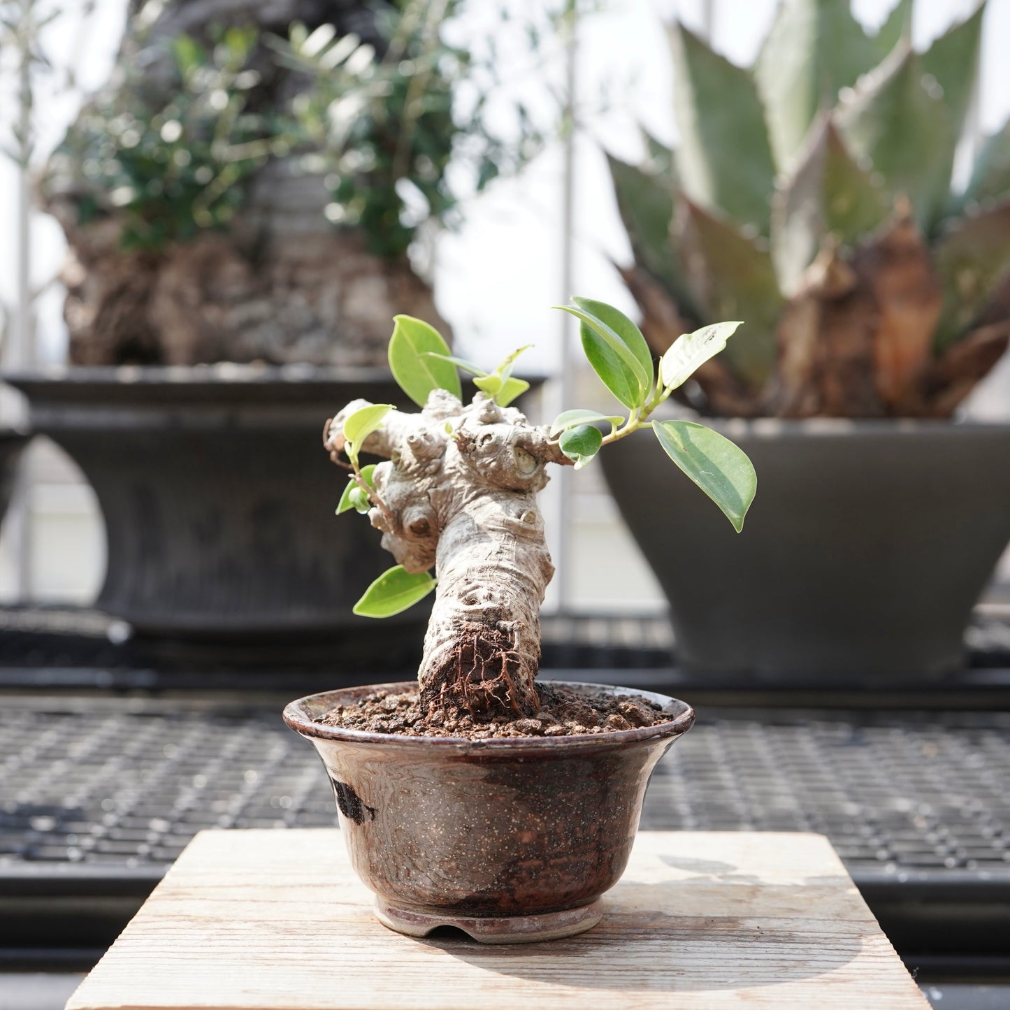 Ficus microcarpa（ガジュマル）No.11