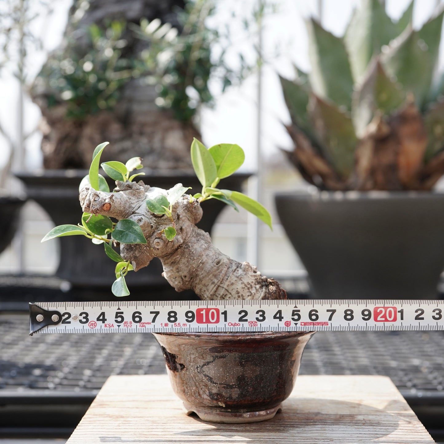 Ficus microcarpa（ガジュマル）No.11