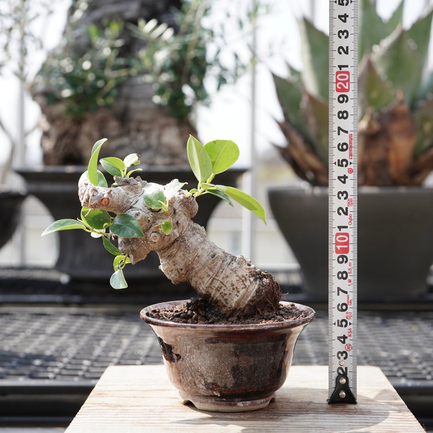 Ficus microcarpa（ガジュマル）No.11