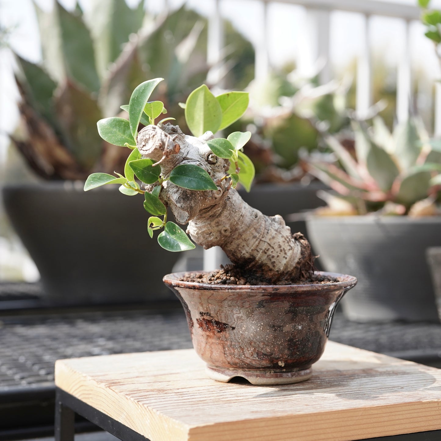 Ficus microcarpa（ガジュマル）No.11
