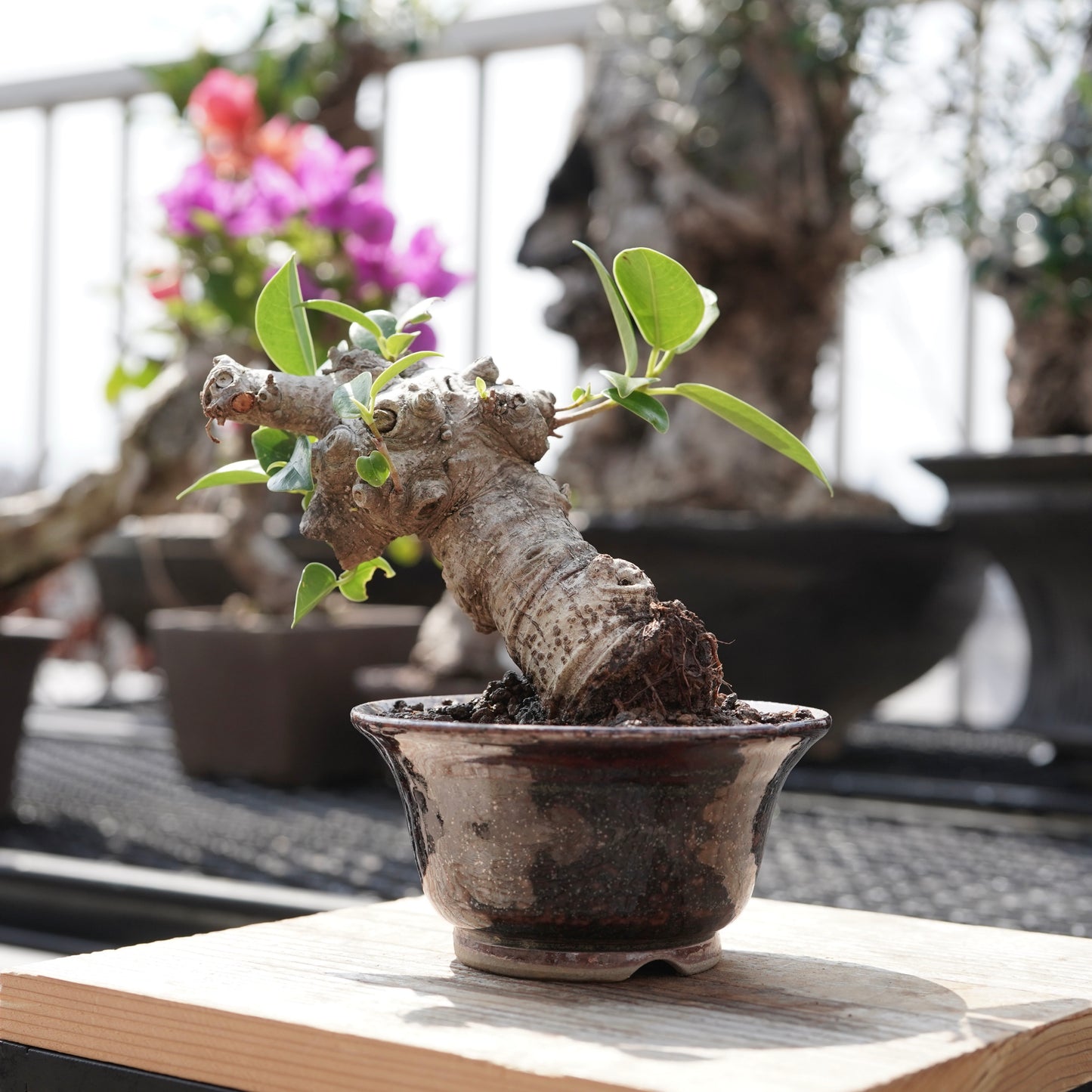 Ficus microcarpa（ガジュマル）No.11