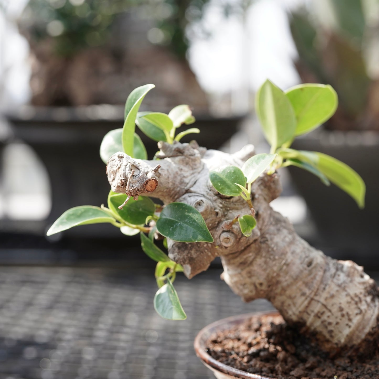 Ficus microcarpa（ガジュマル）No.11