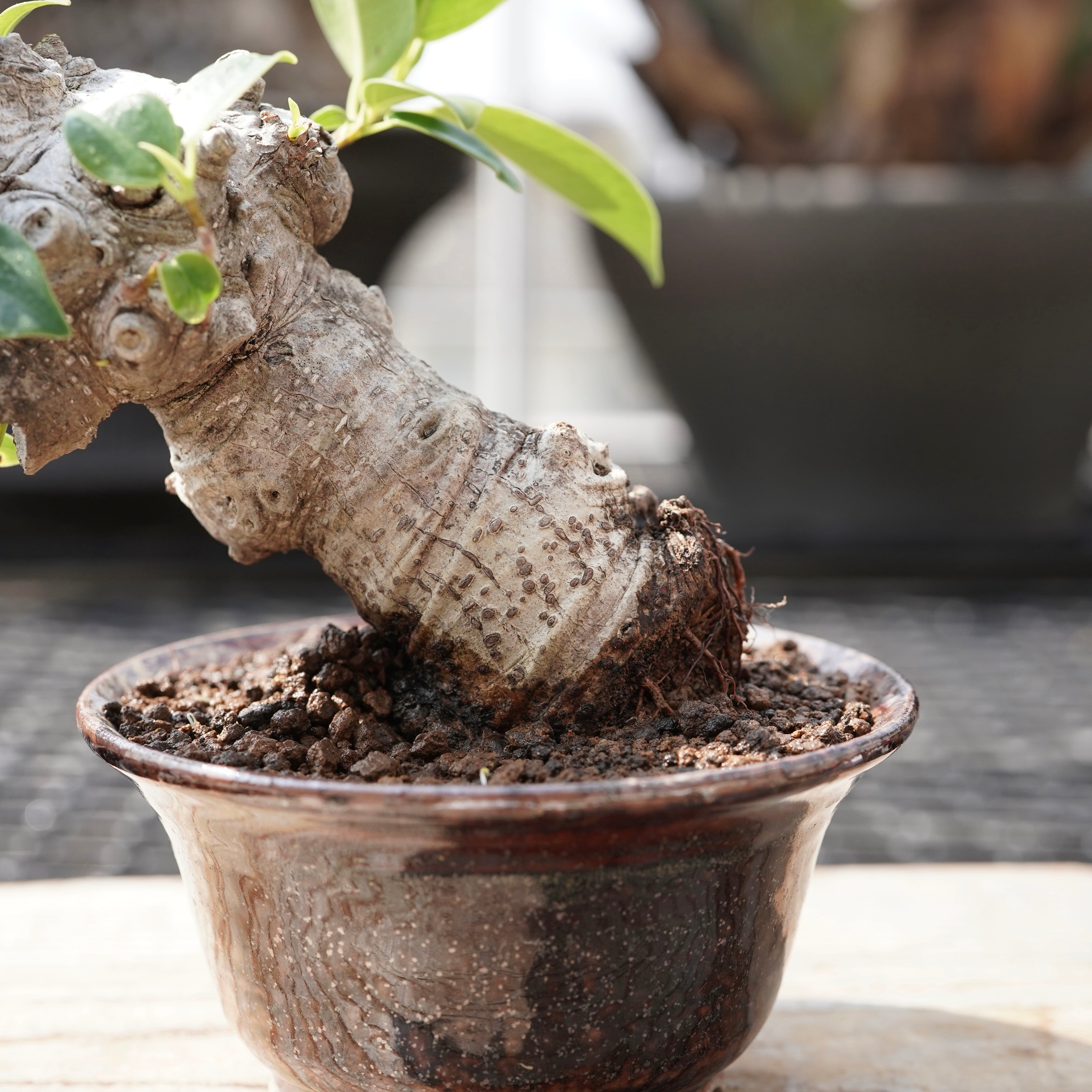 Ficus microcarpa（ガジュマル）No.11 – ELBAZ GREEN STORE