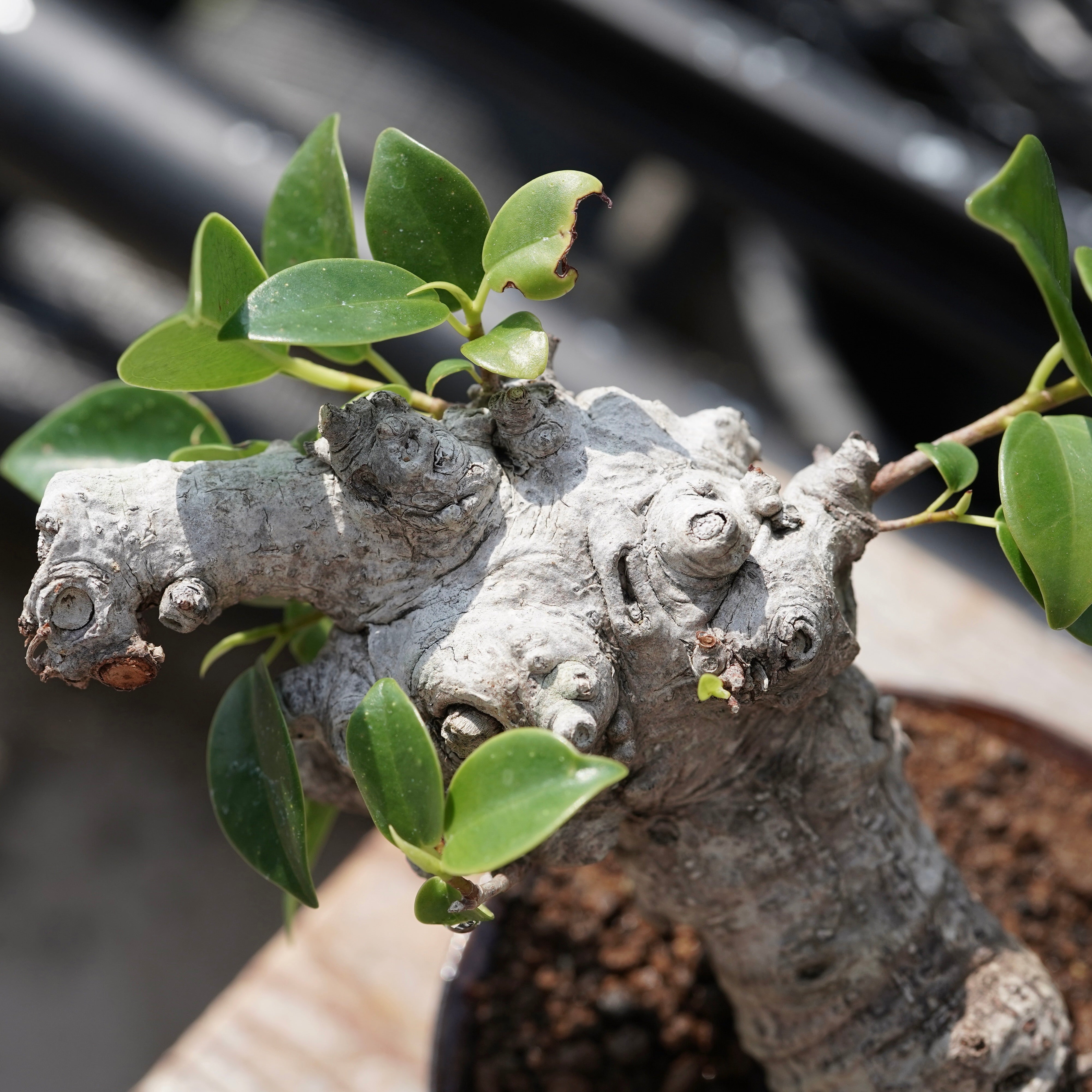 Ficus microcarpa（ガジュマル）No.11 – ELBAZ GREEN STORE