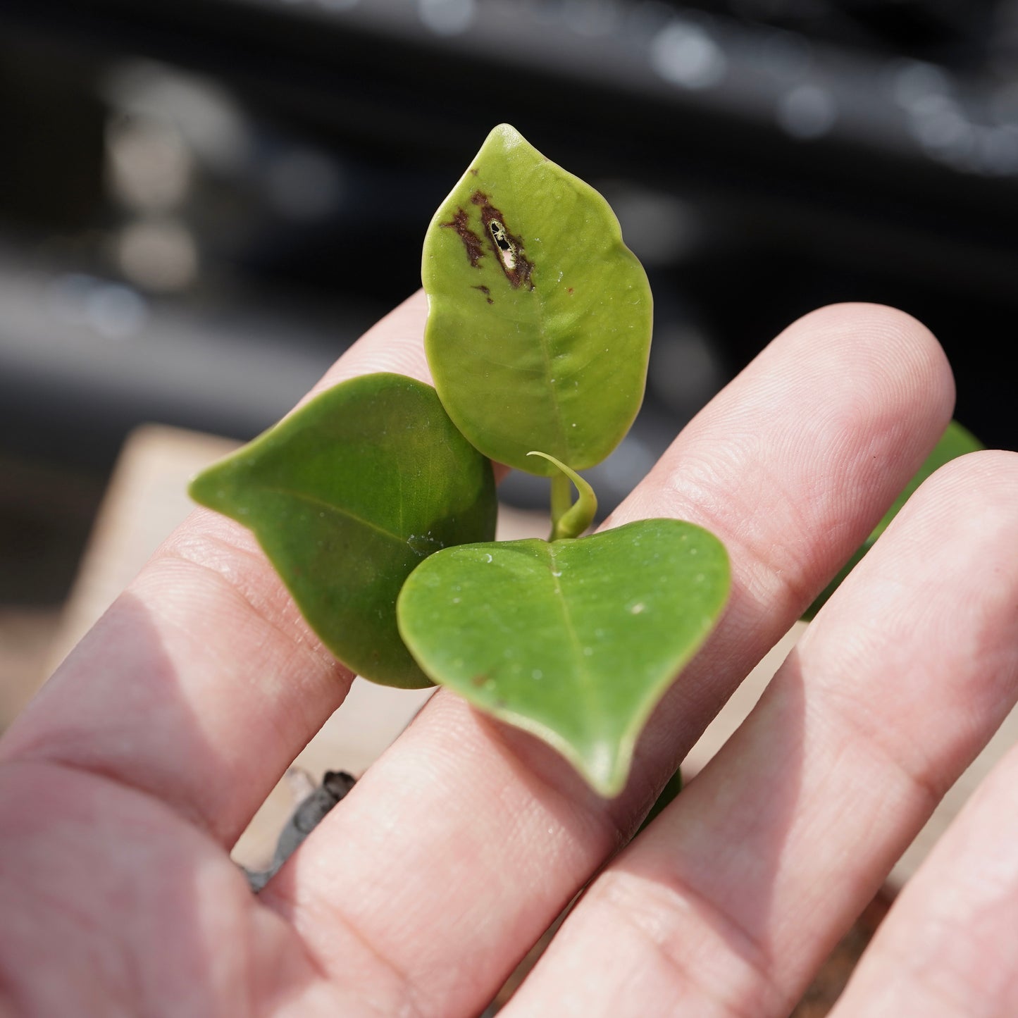 Ficus microcarpa（ガジュマル）No.11