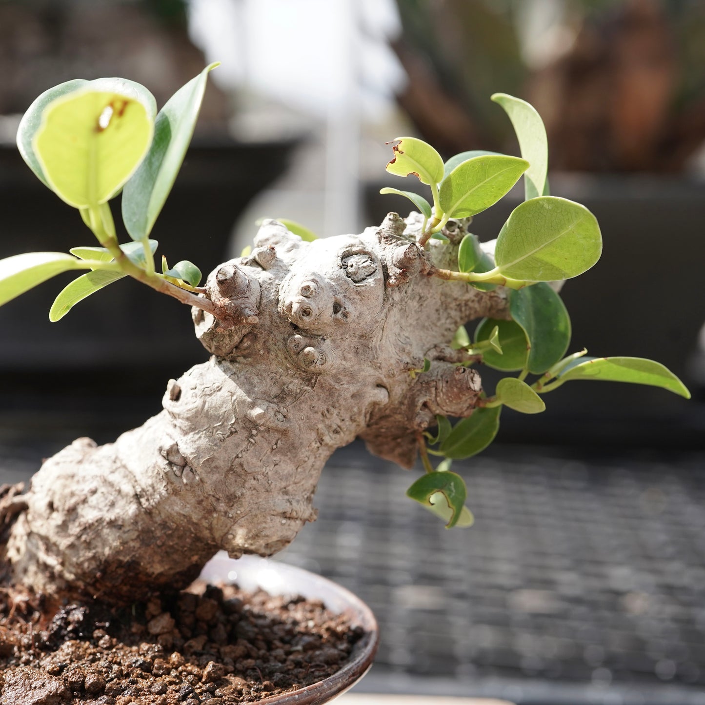 Ficus microcarpa（ガジュマル）No.11