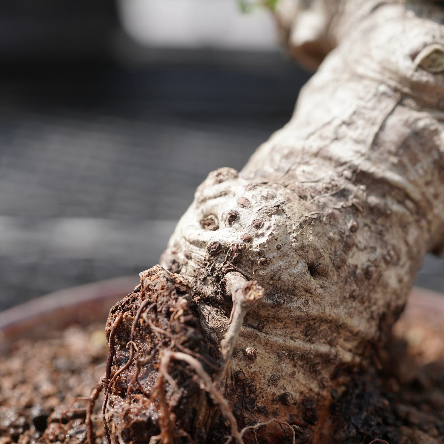 Ficus microcarpa（ガジュマル）No.11