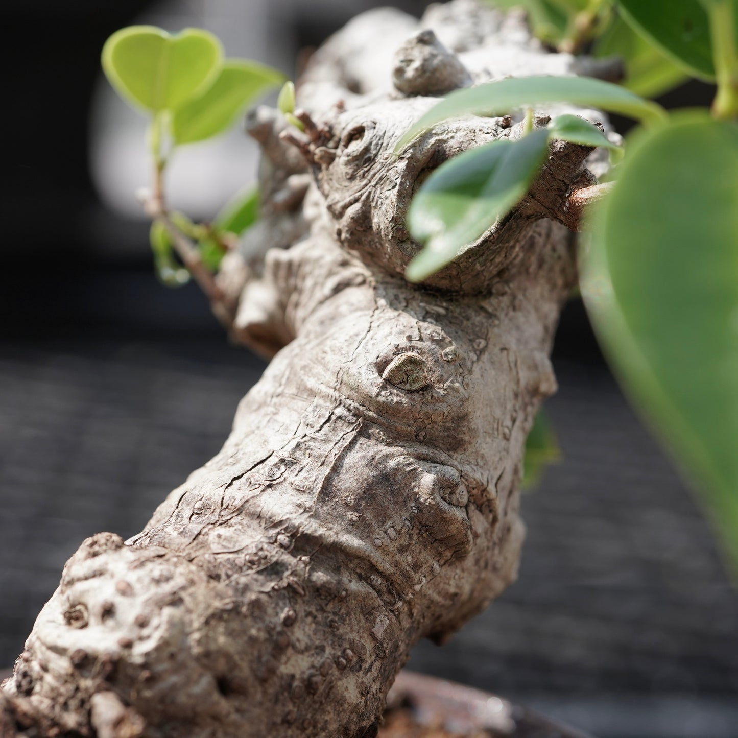 Ficus microcarpa（ガジュマル）No.11
