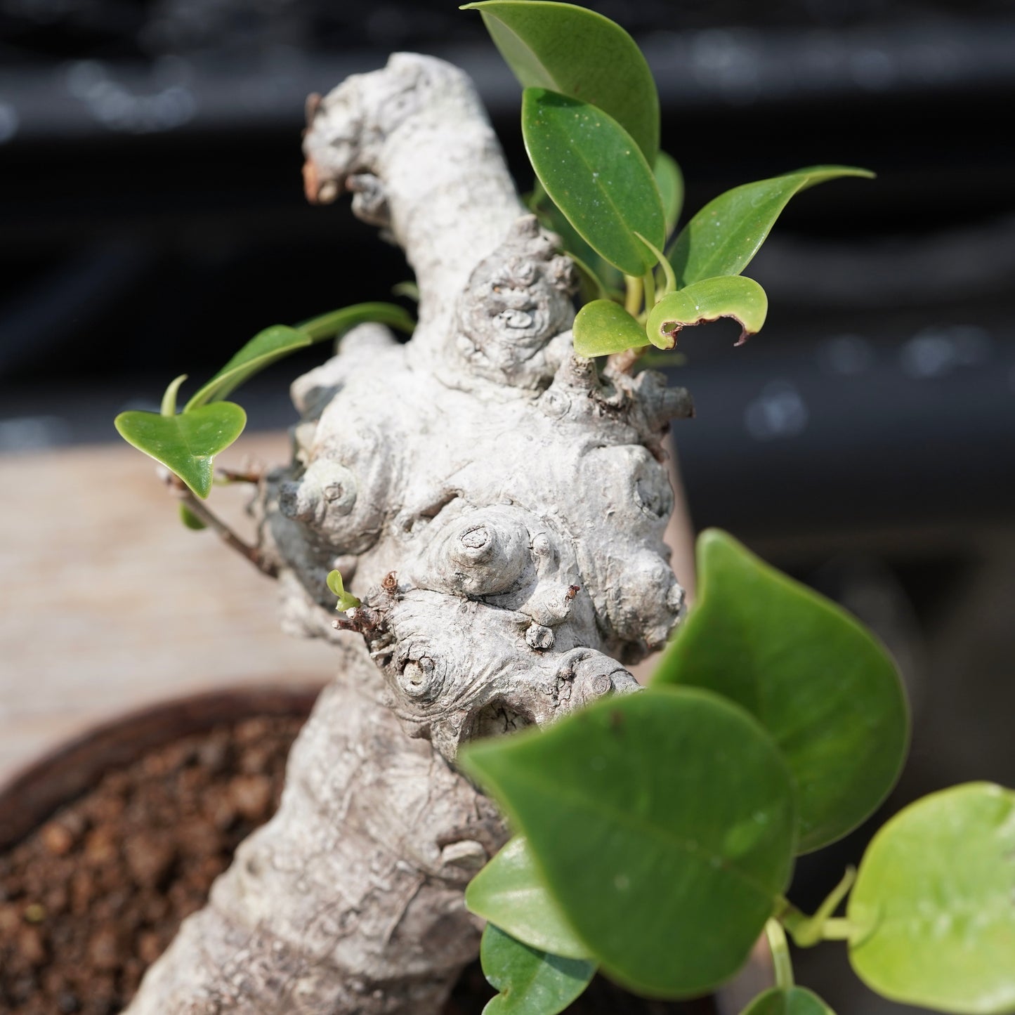 Ficus microcarpa（ガジュマル）No.11