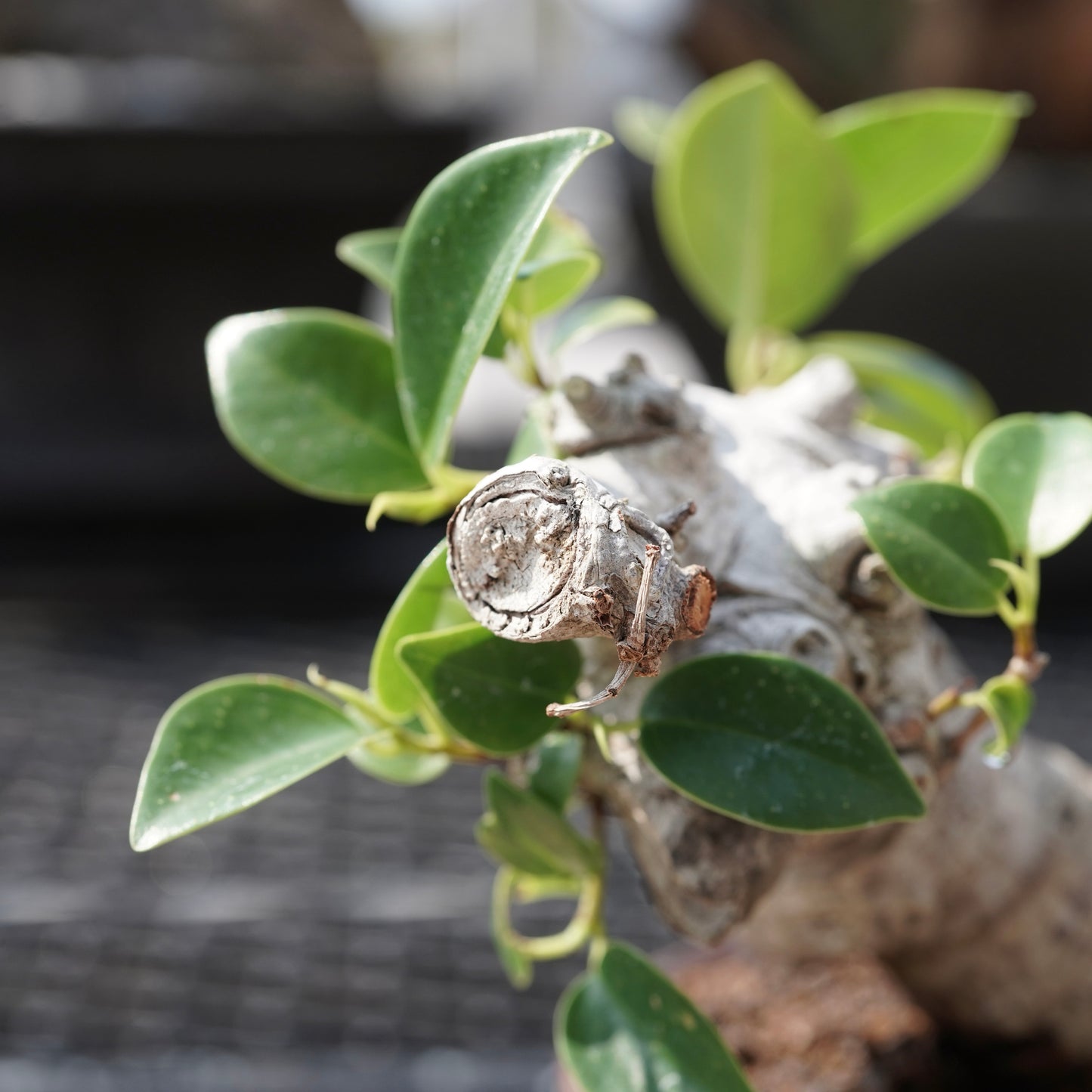 Ficus microcarpa（ガジュマル）No.11