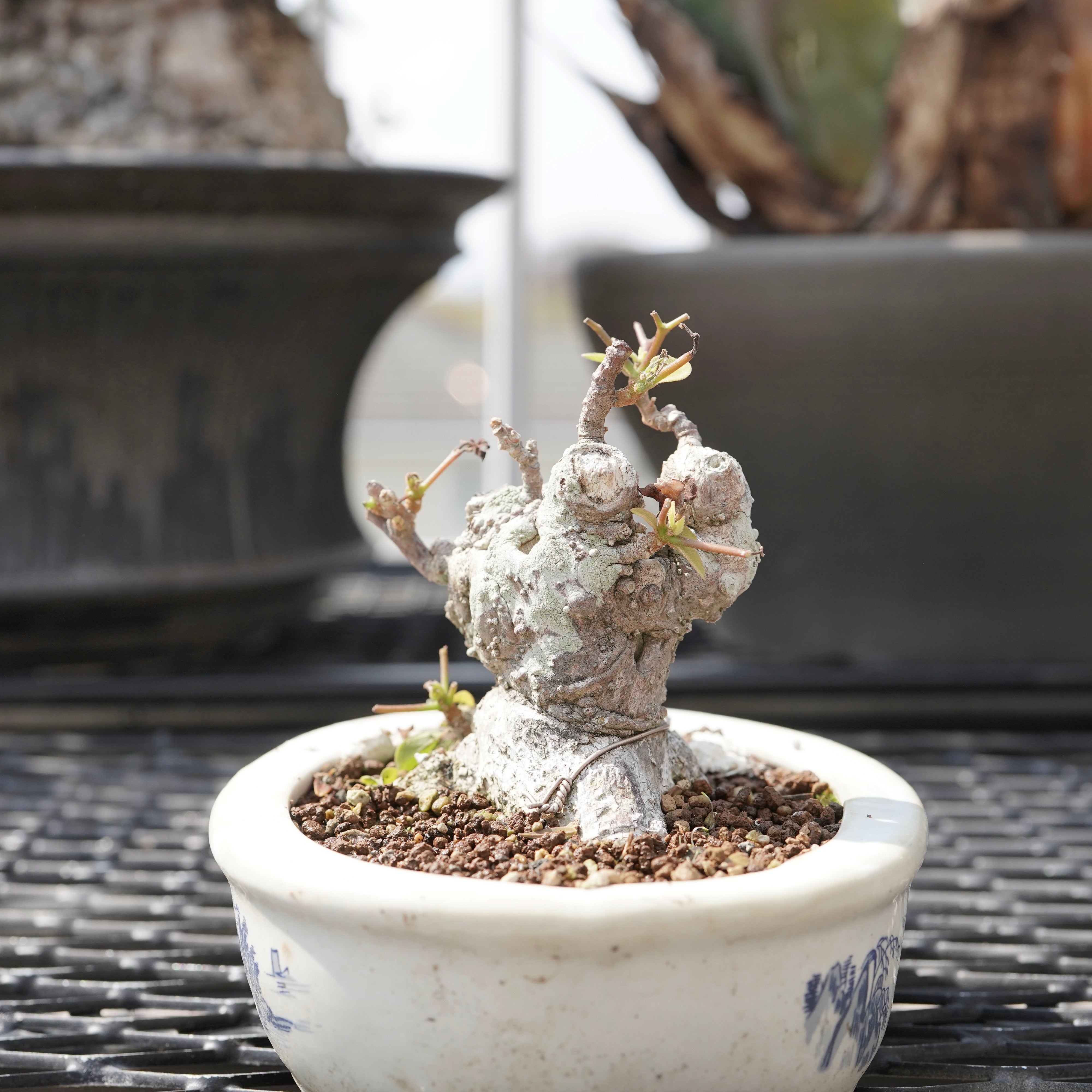 Bougainvillea（ブーゲンビリア古木）No.3 – ELBAZ GREEN STORE