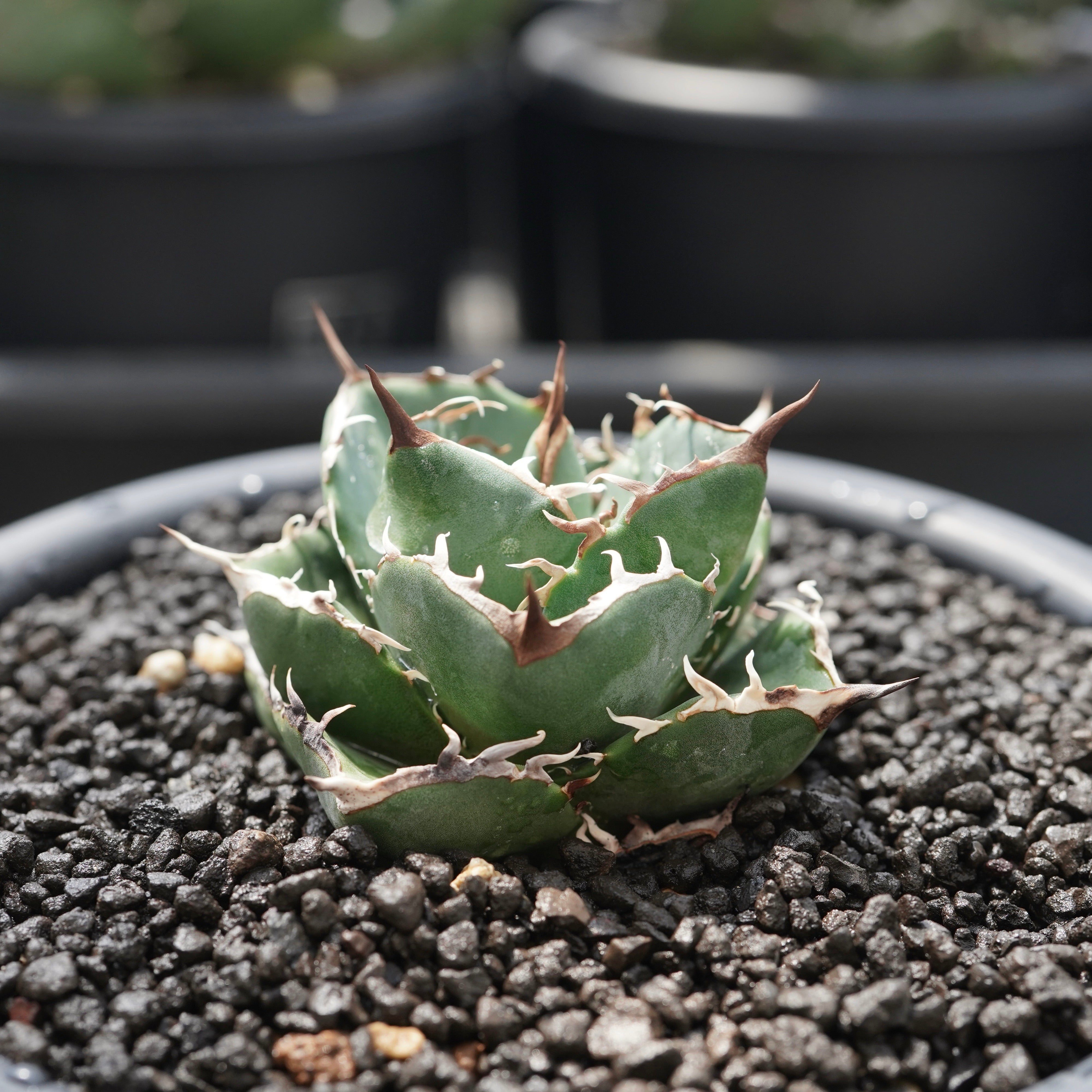 From Taiwan】Agave titanota 'Juggernaut hybrid Seeding' No.1 – ELBAZ GREEN  STORE