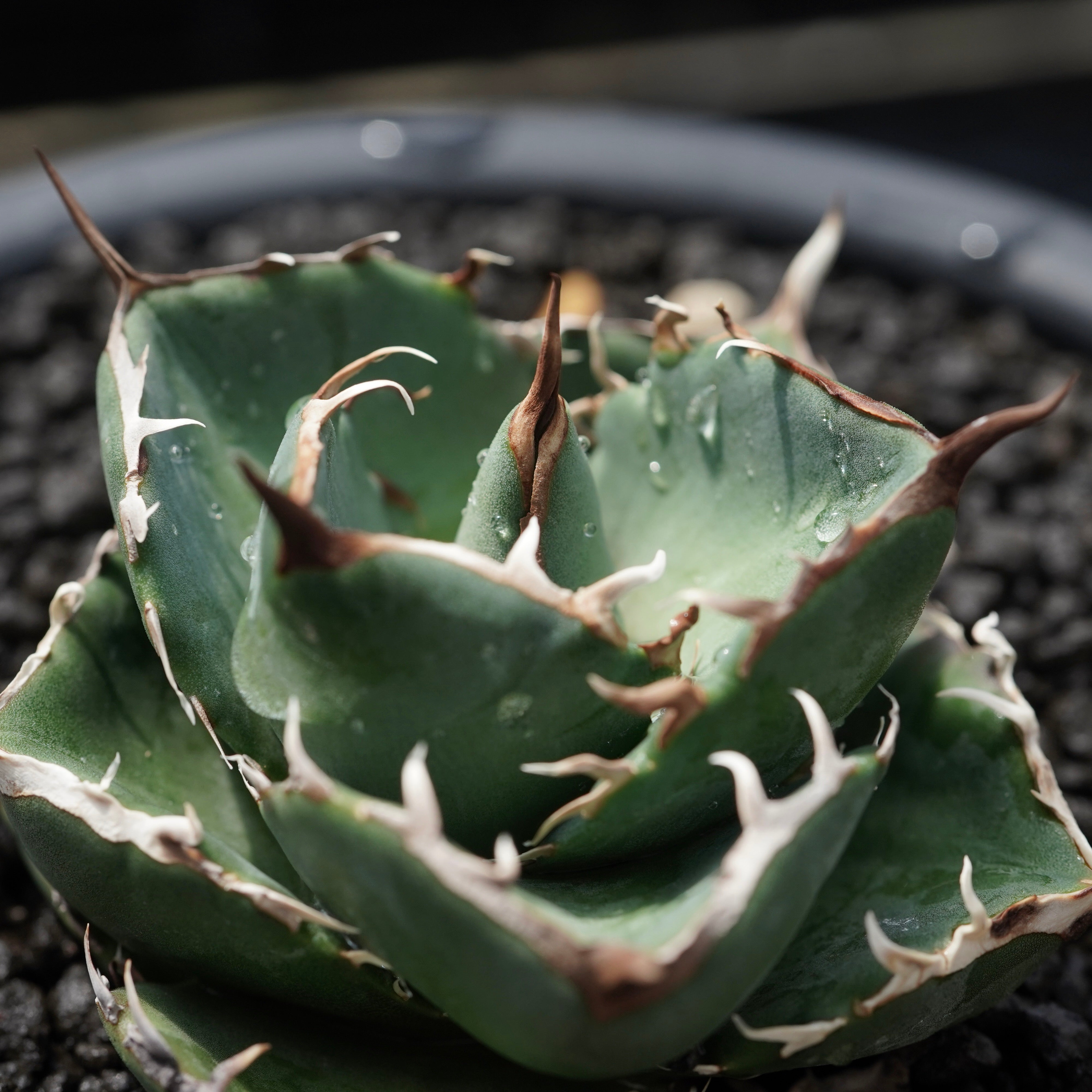 From Taiwan】Agave titanota 'Juggernaut hybrid Seeding' No.1 – ELBAZ GREEN  STORE