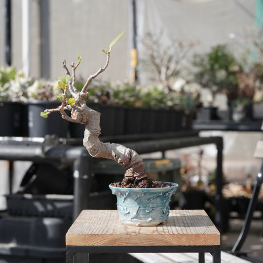 Ficus microcarpa（ガジュマル）No.12