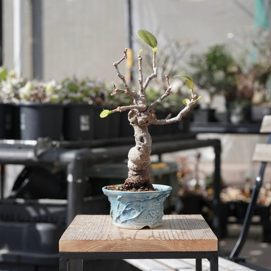 Ficus microcarpa（ガジュマル）No.12