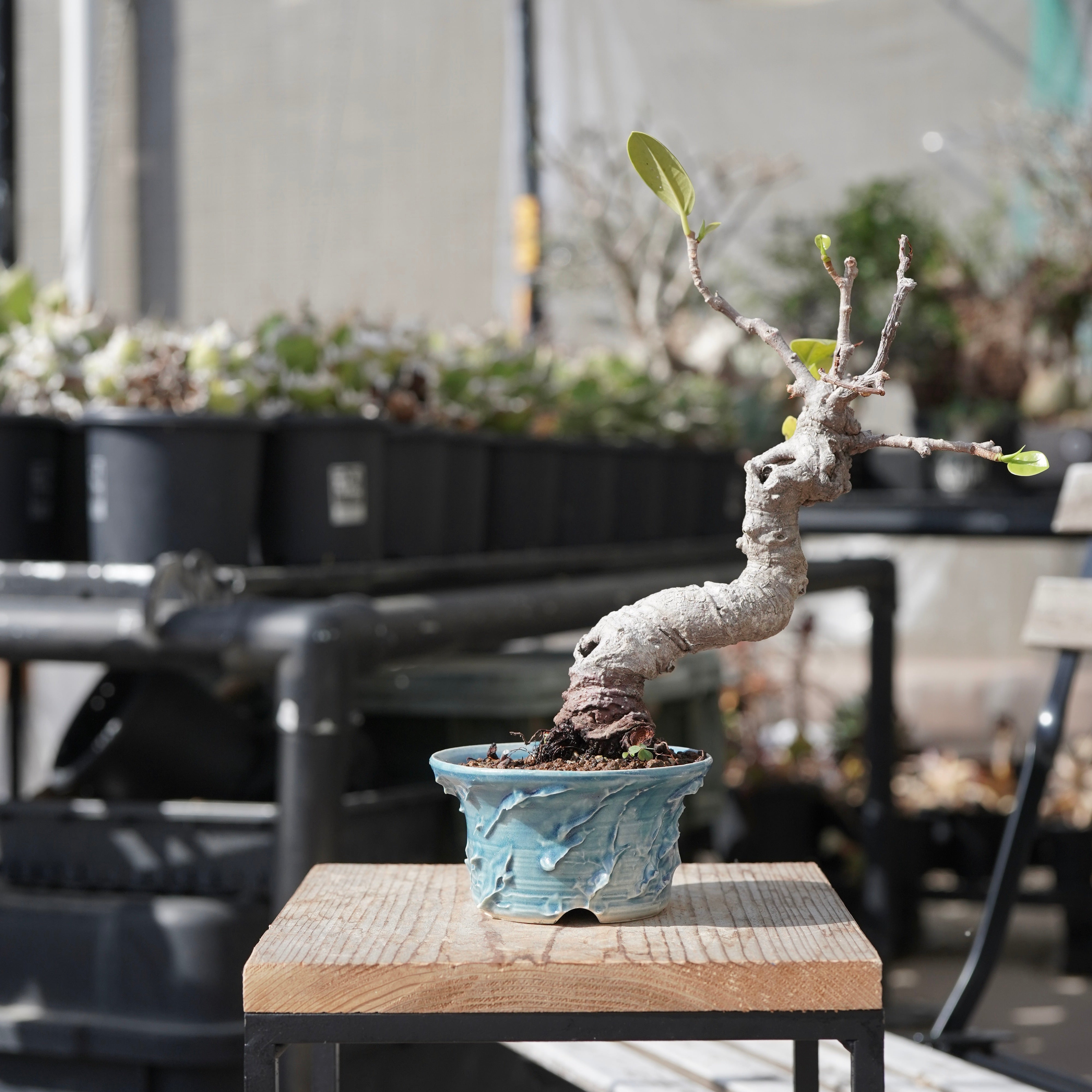 Ficus microcarpa（ガジュマル）No.12 × 大貫 弘由岐 – ELBAZ GREEN STORE