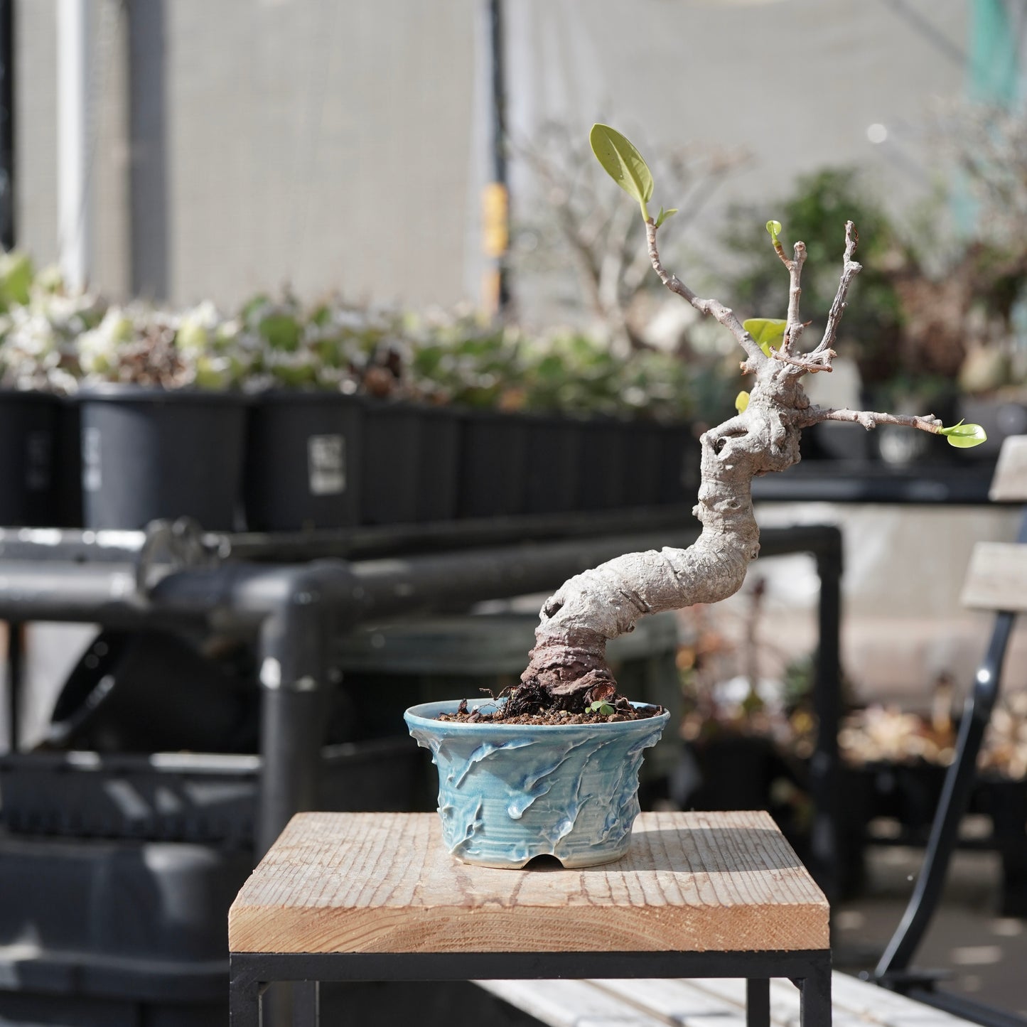 Ficus microcarpa（ガジュマル）No.12