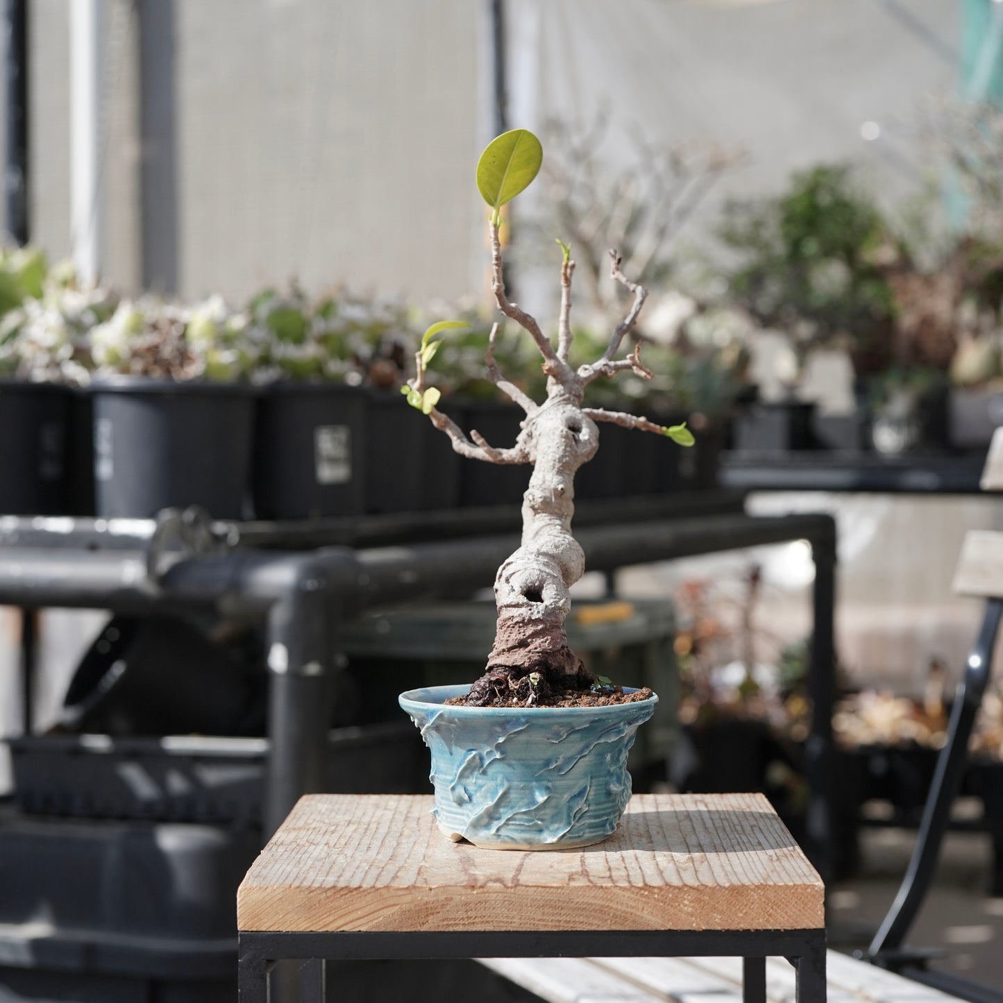 Ficus microcarpa（ガジュマル）No.12