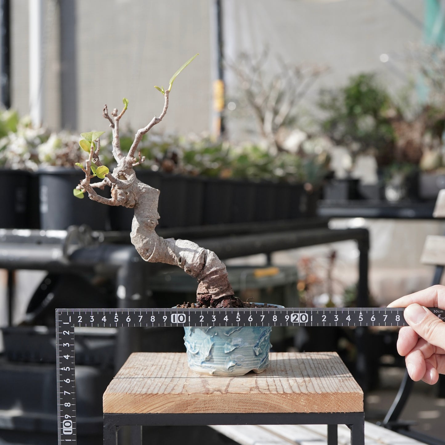 Ficus microcarpa（ガジュマル）No.12