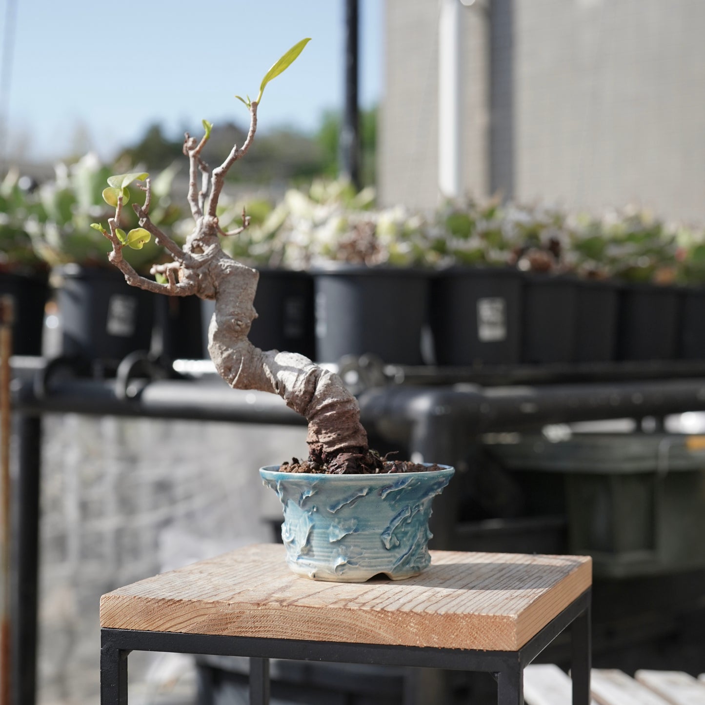 Ficus microcarpa（ガジュマル）No.12