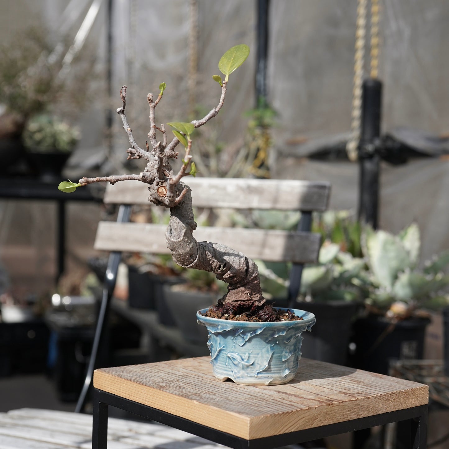 Ficus microcarpa（ガジュマル）No.12