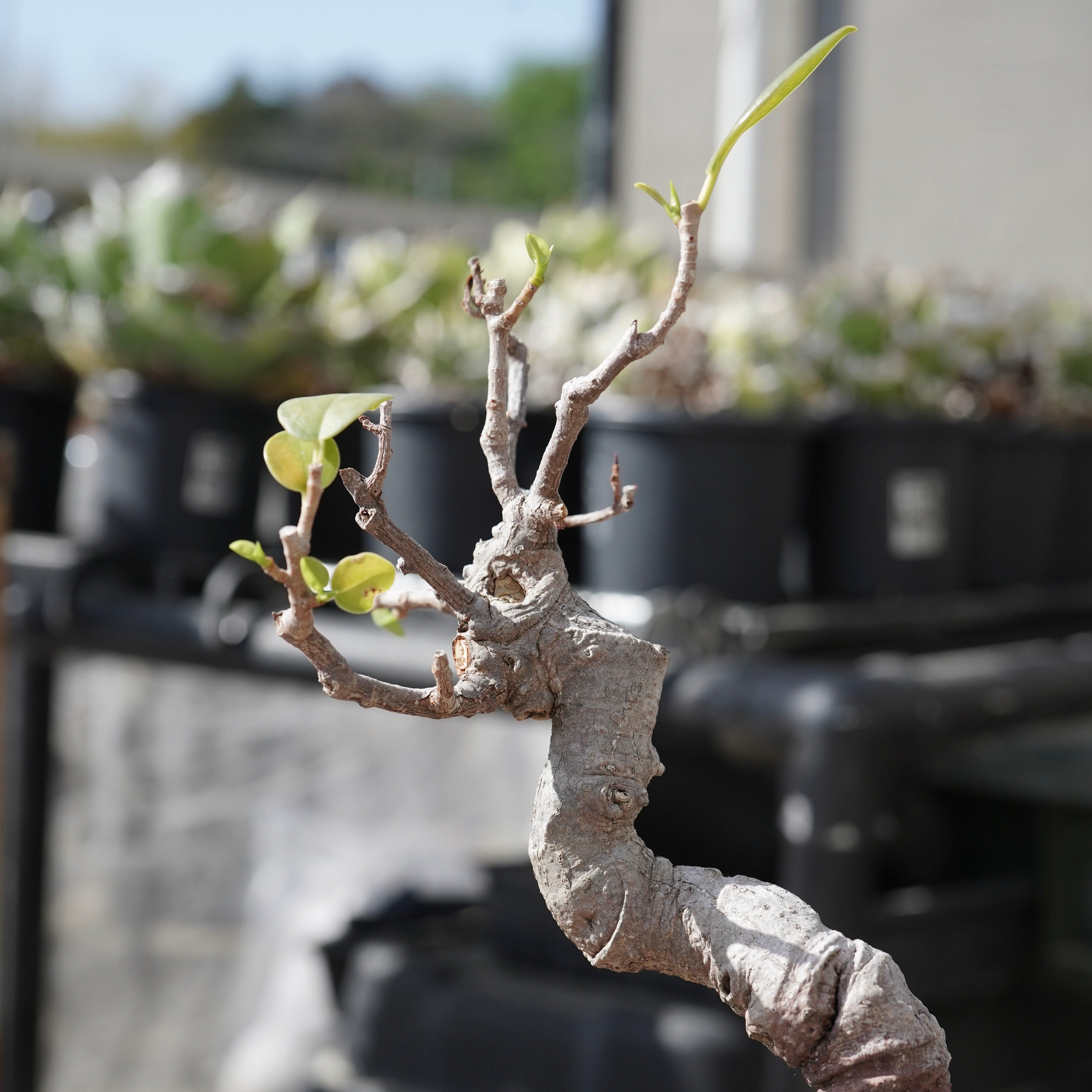 ガジュマル Ficus microcarpa（ガジュマル）No.12 – ELBAZ GREEN STORE