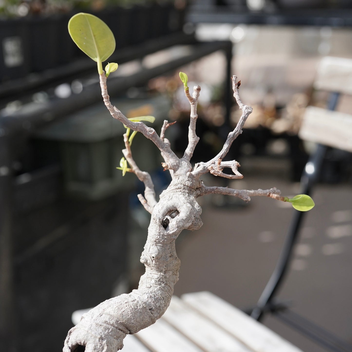 Ficus microcarpa（ガジュマル）No.12
