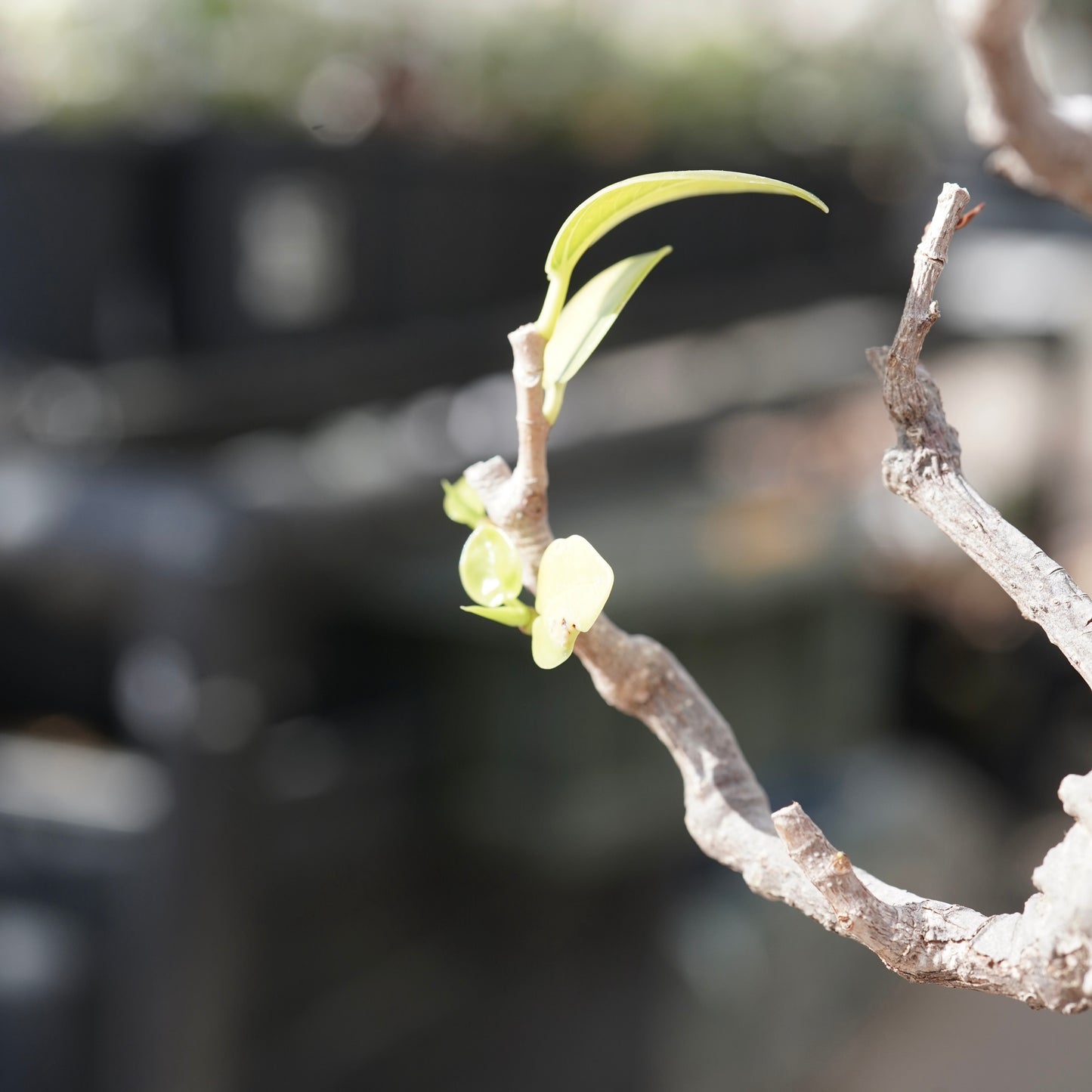 Ficus microcarpa（ガジュマル）No.12