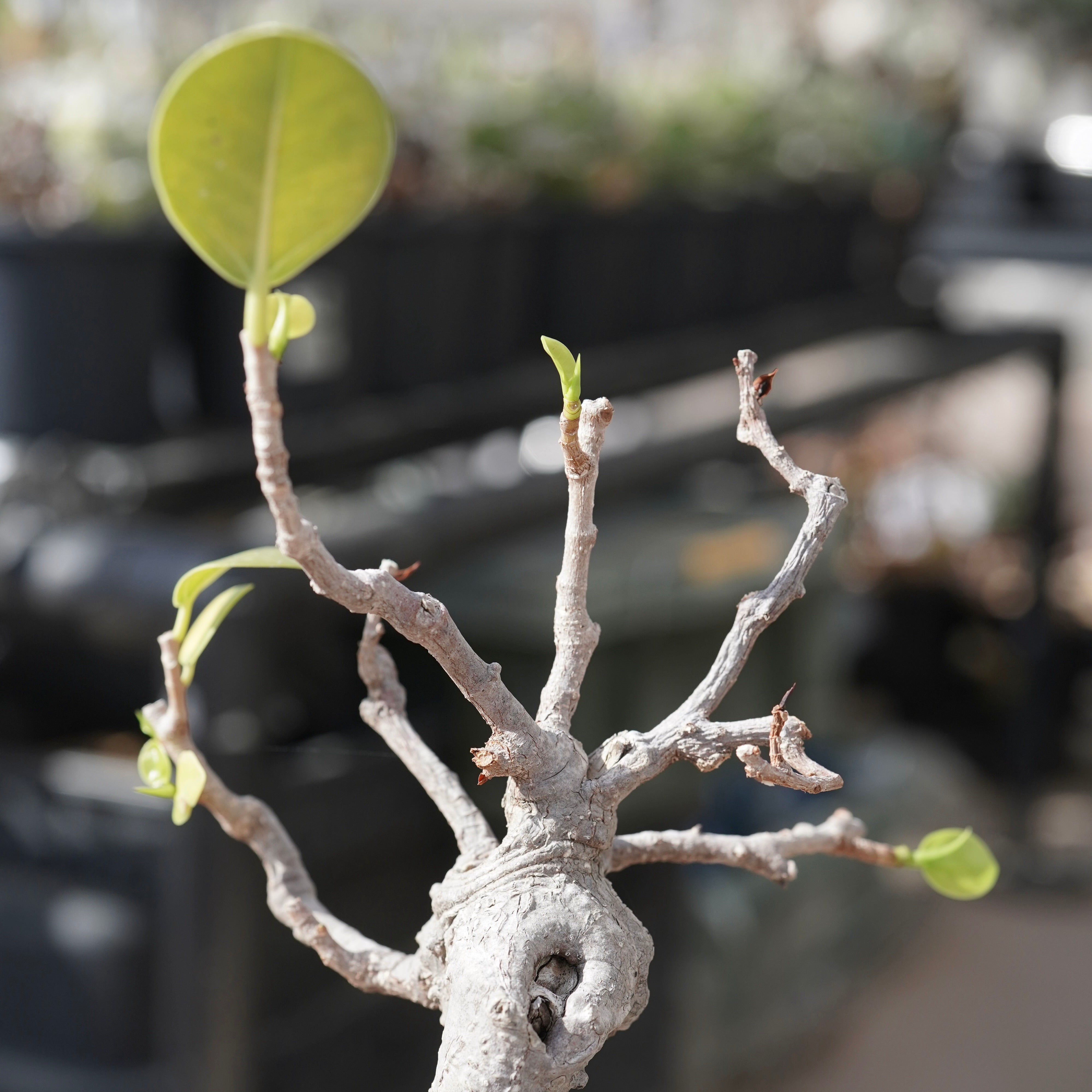 Ficus microcarpa（ガジュマル）No.12 – ELBAZ GREEN STORE