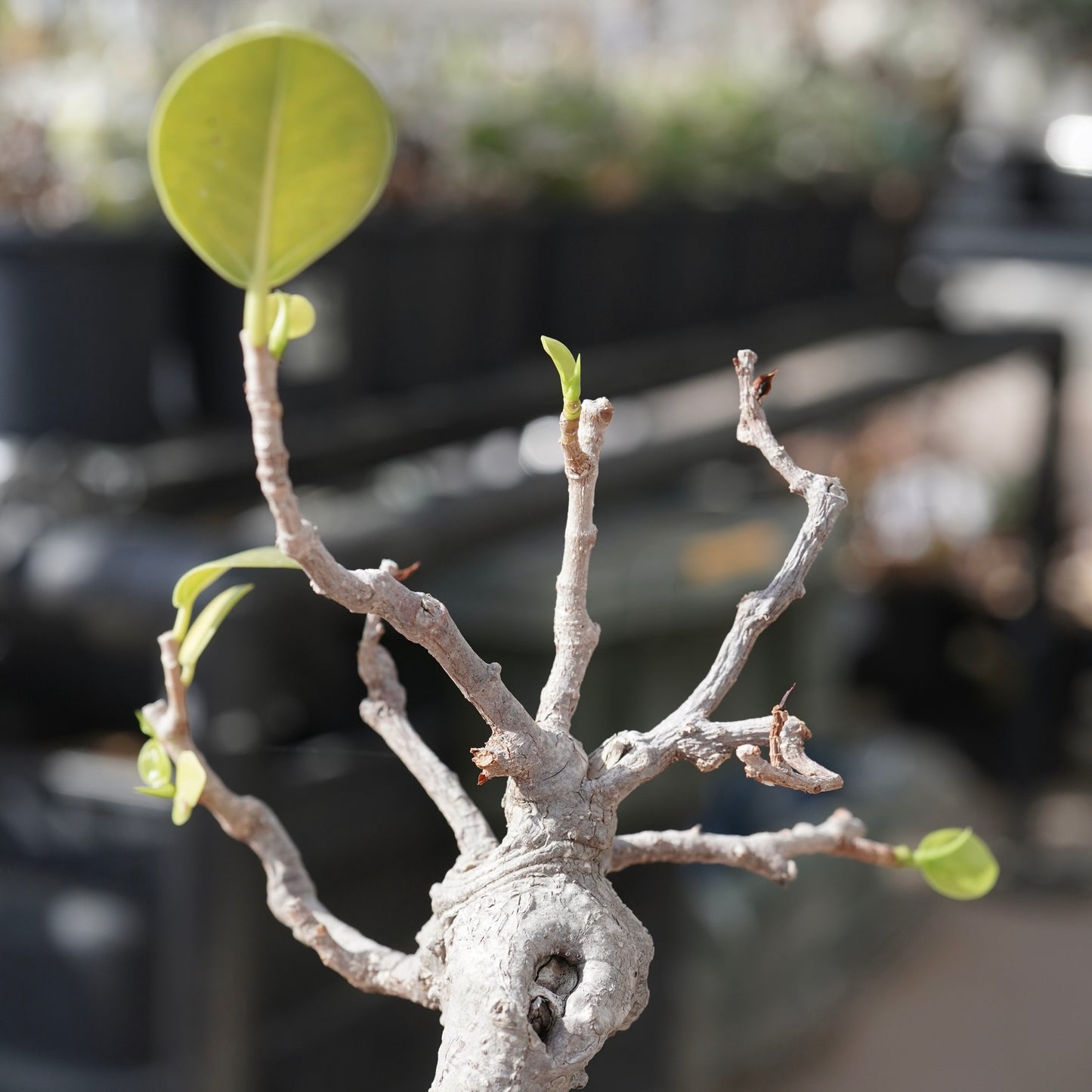Ficus microcarpa（ガジュマル）No.12
