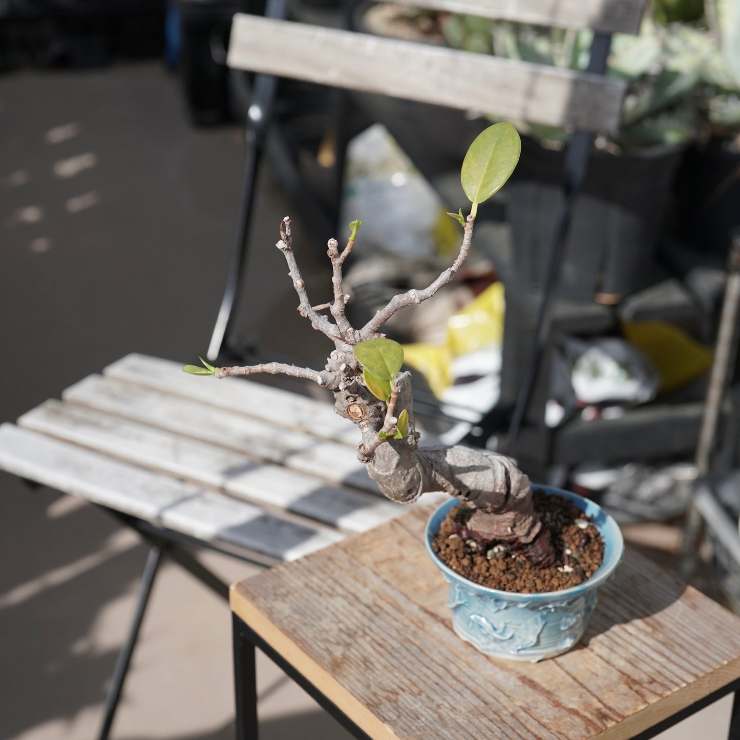 Ficus microcarpa（ガジュマル）No.12