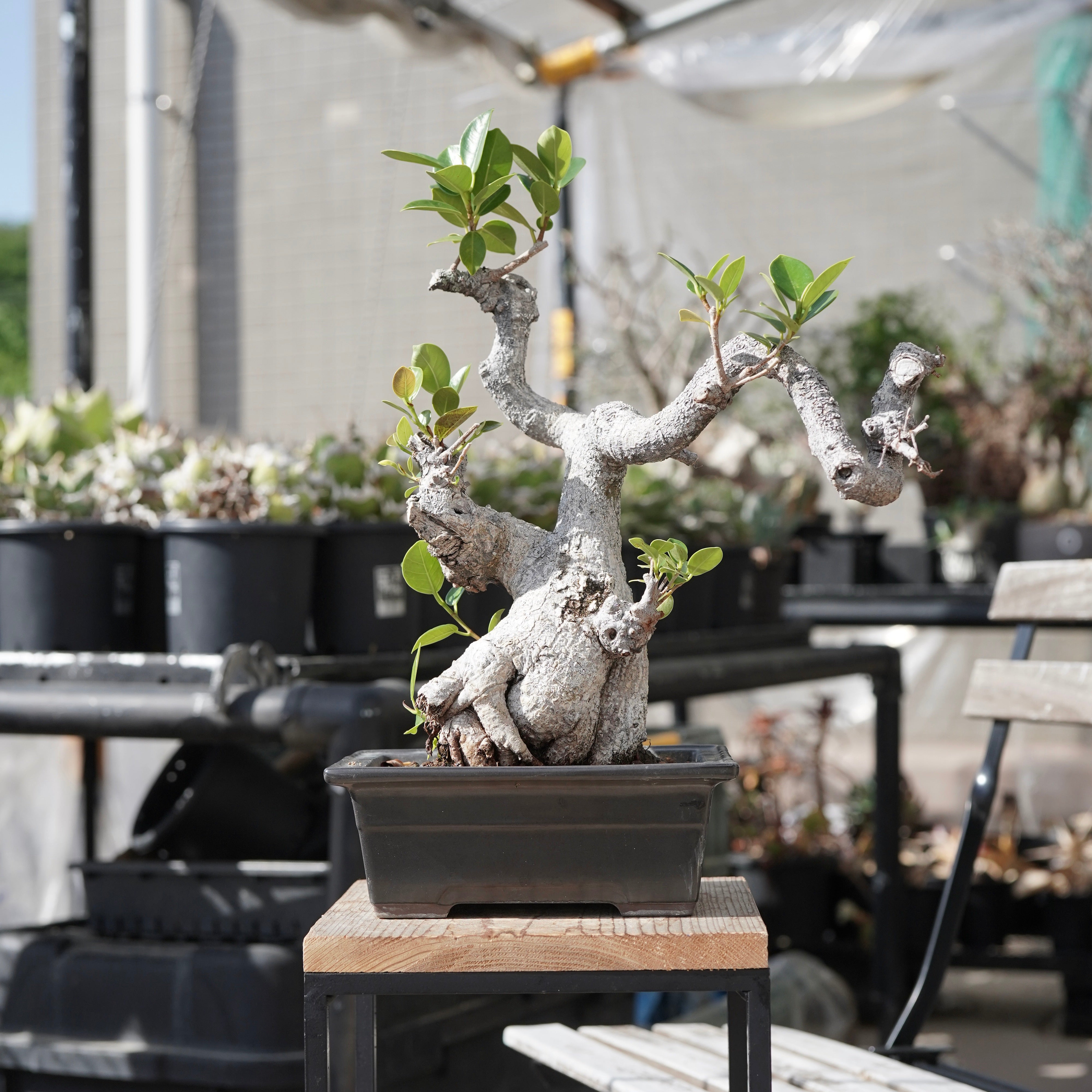 ガジュマル　フィカス 気根付き 観葉植物 Ficus microcarpa（ガジュマル）No.13 – ELBAZ GREEN STORE
