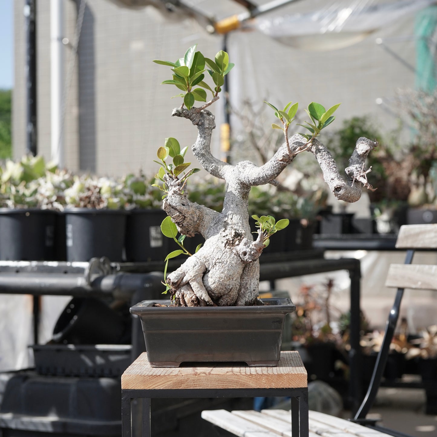 Ficus microcarpa（ガジュマル）No.13